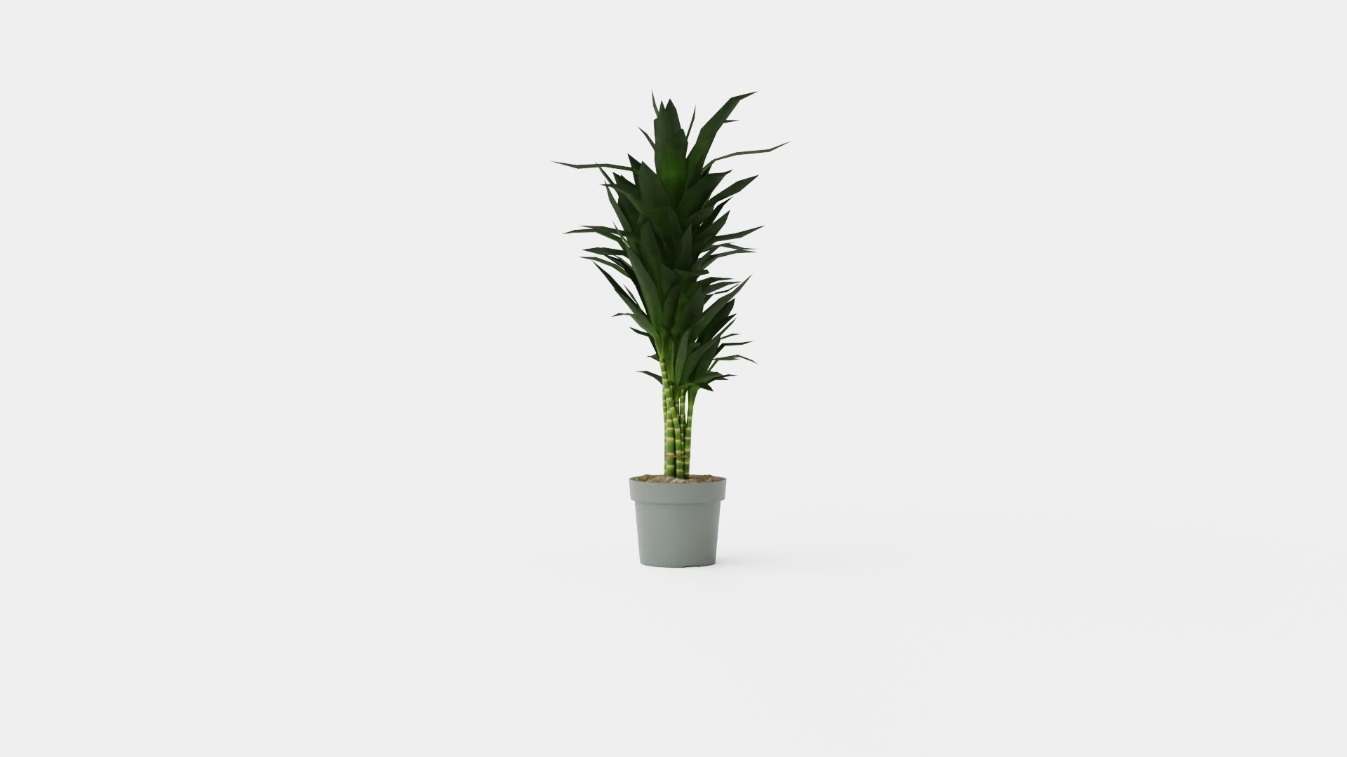 Dracaena Janet Lind Low-poly 3D model_3