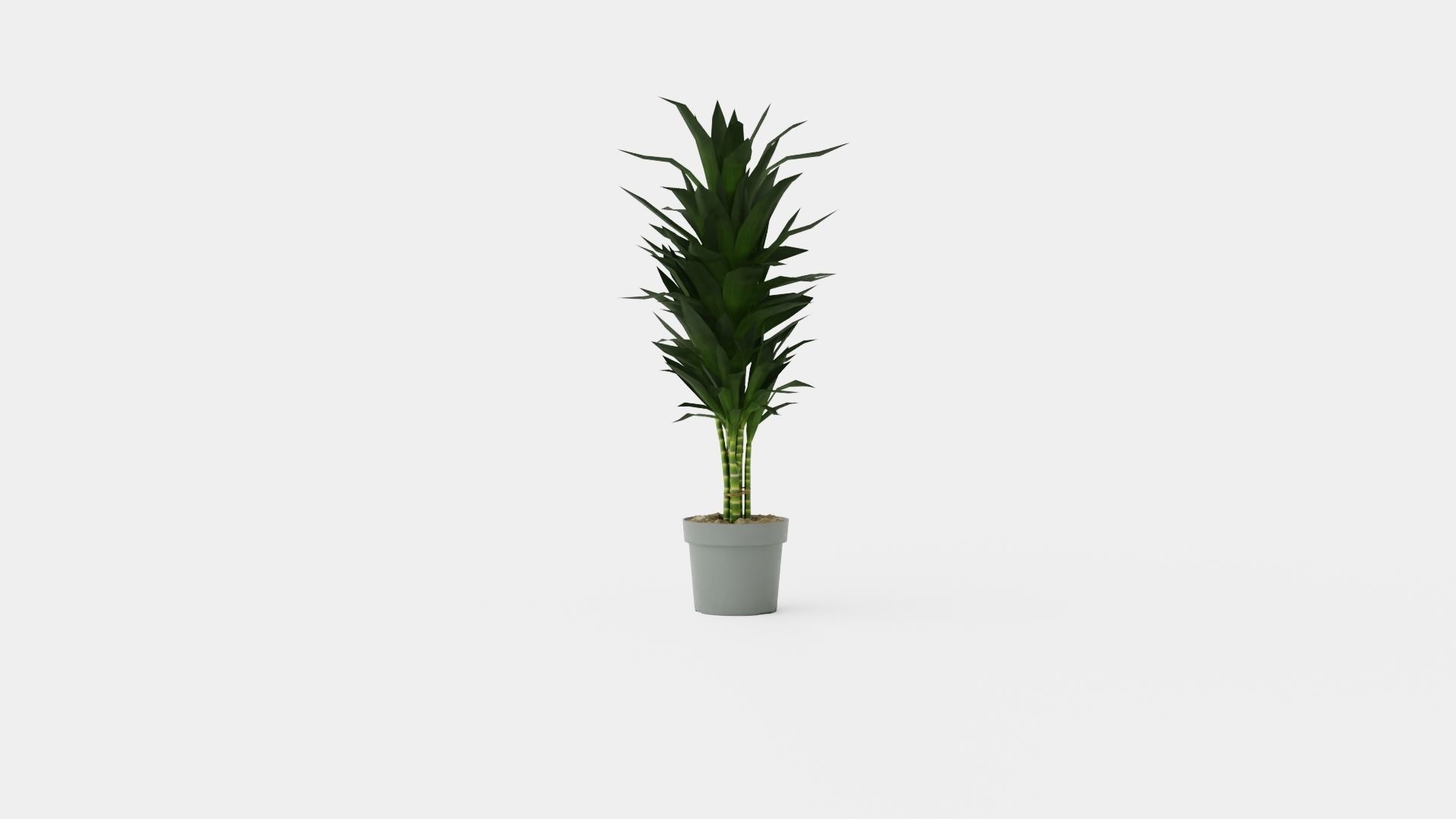 Dracaena Janet Lind Low-poly 3D model_1
