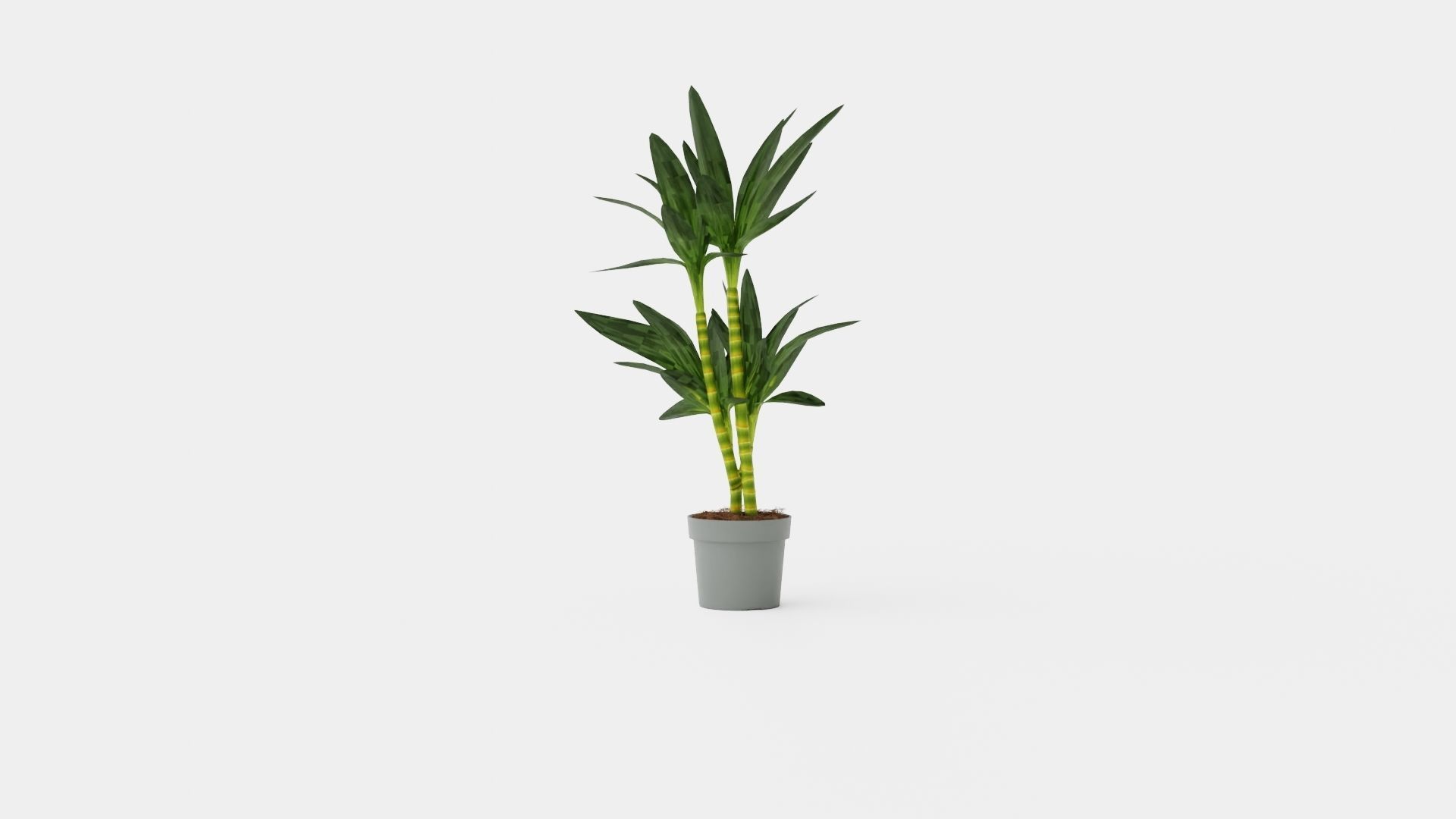 Dracaena Janet Lind Low-poly 3D model_3