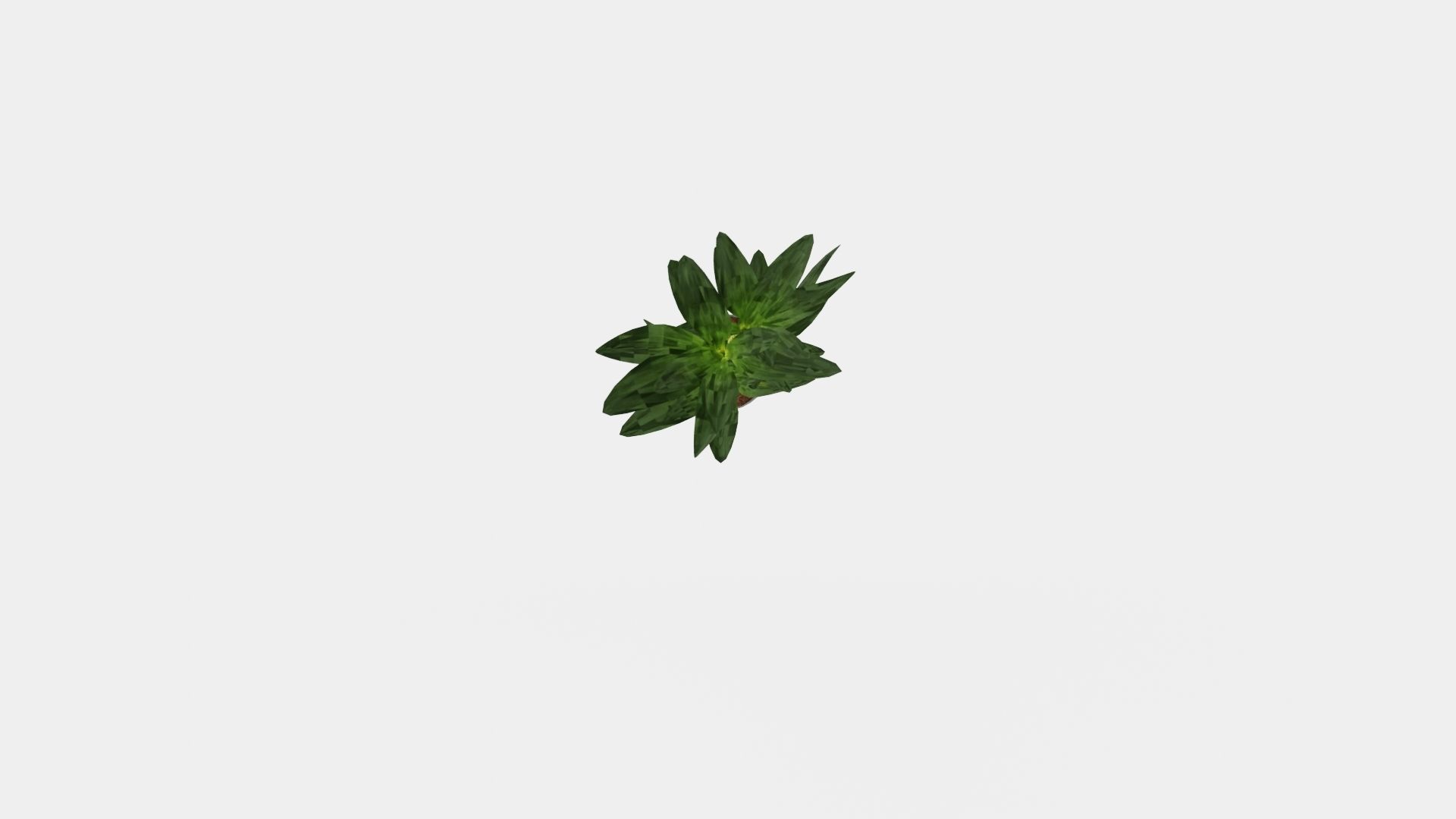 Dracaena Janet Lind Low-poly 3D model_5