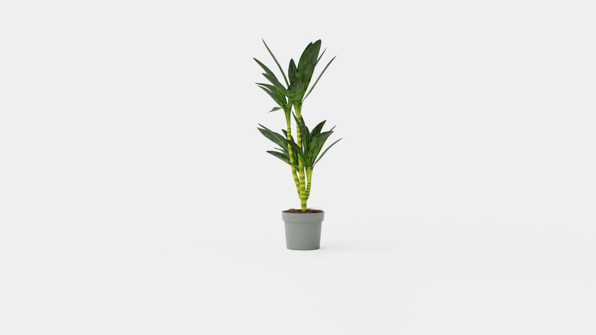 Dracaena Janet Lind Low-poly 3D model_2