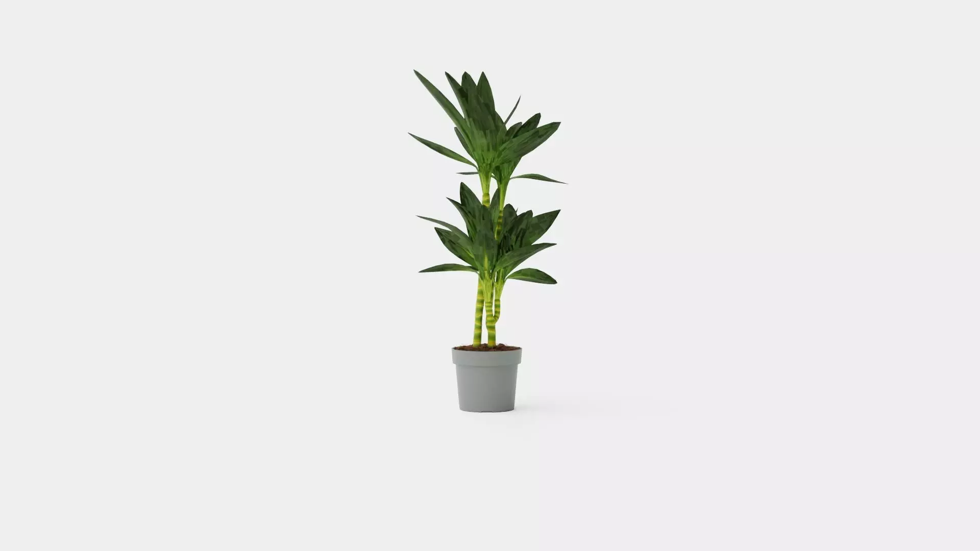 Dracaena Janet Lind Low-poly 3D model_0