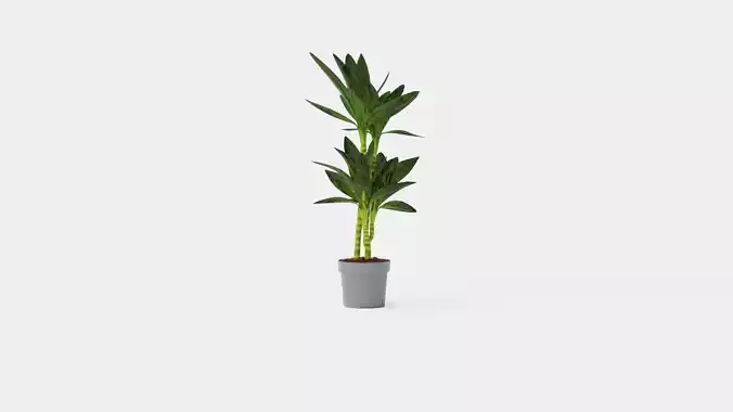 Dracaena Janet Lind Low-poly 3D model