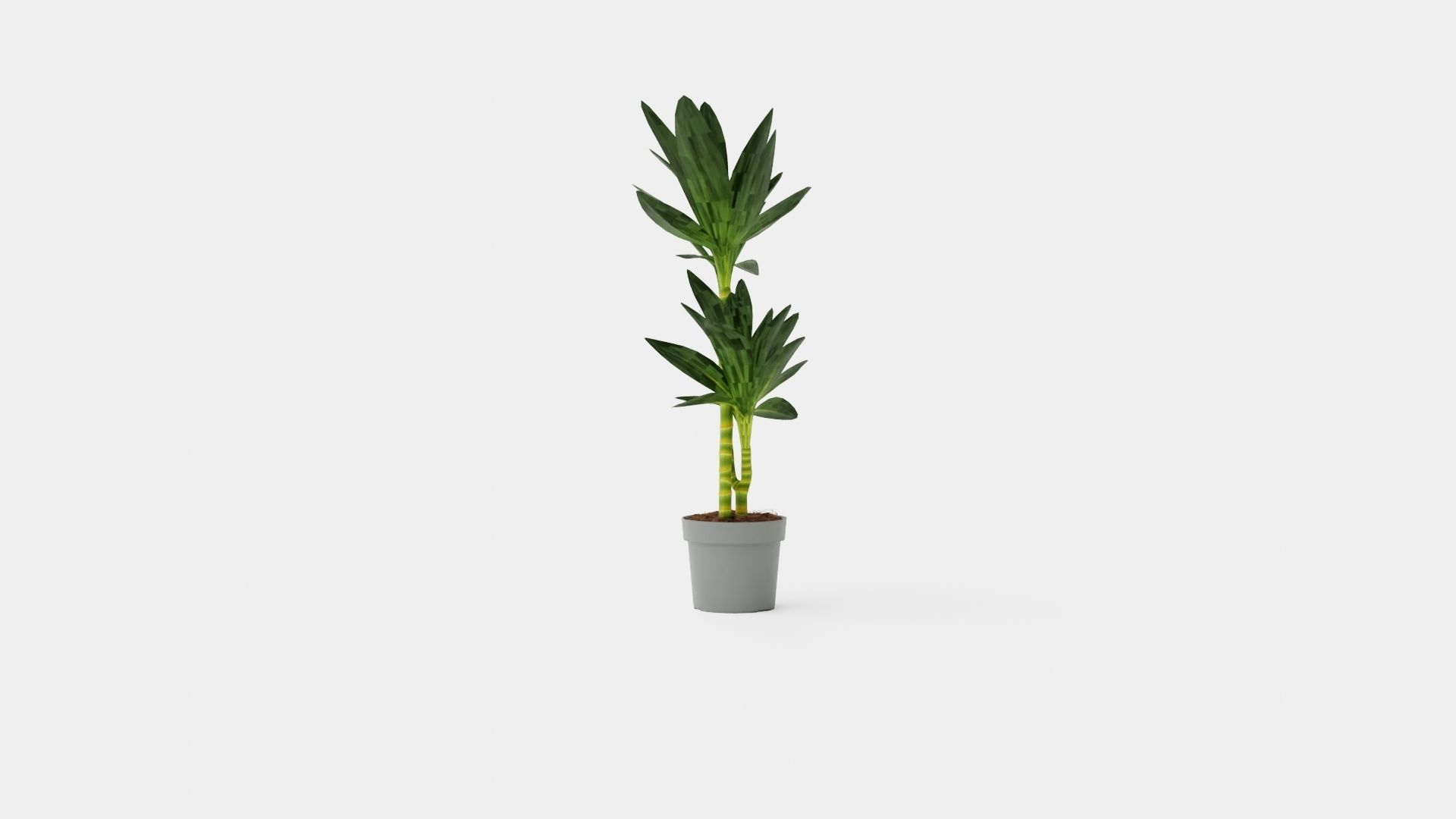 Dracaena Janet Lind Low-poly 3D model_1
