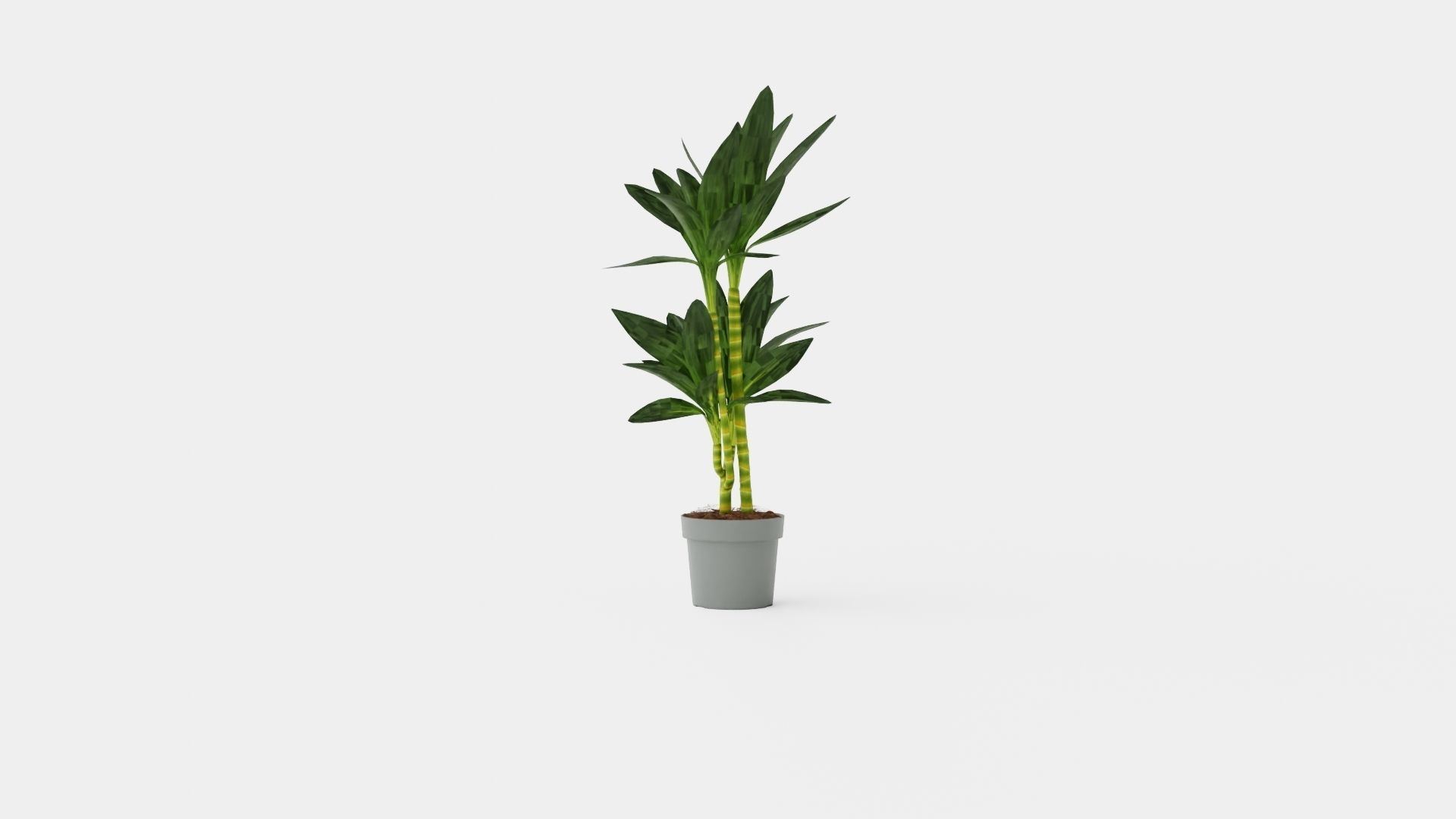 Dracaena Janet Lind Low-poly 3D model_4
