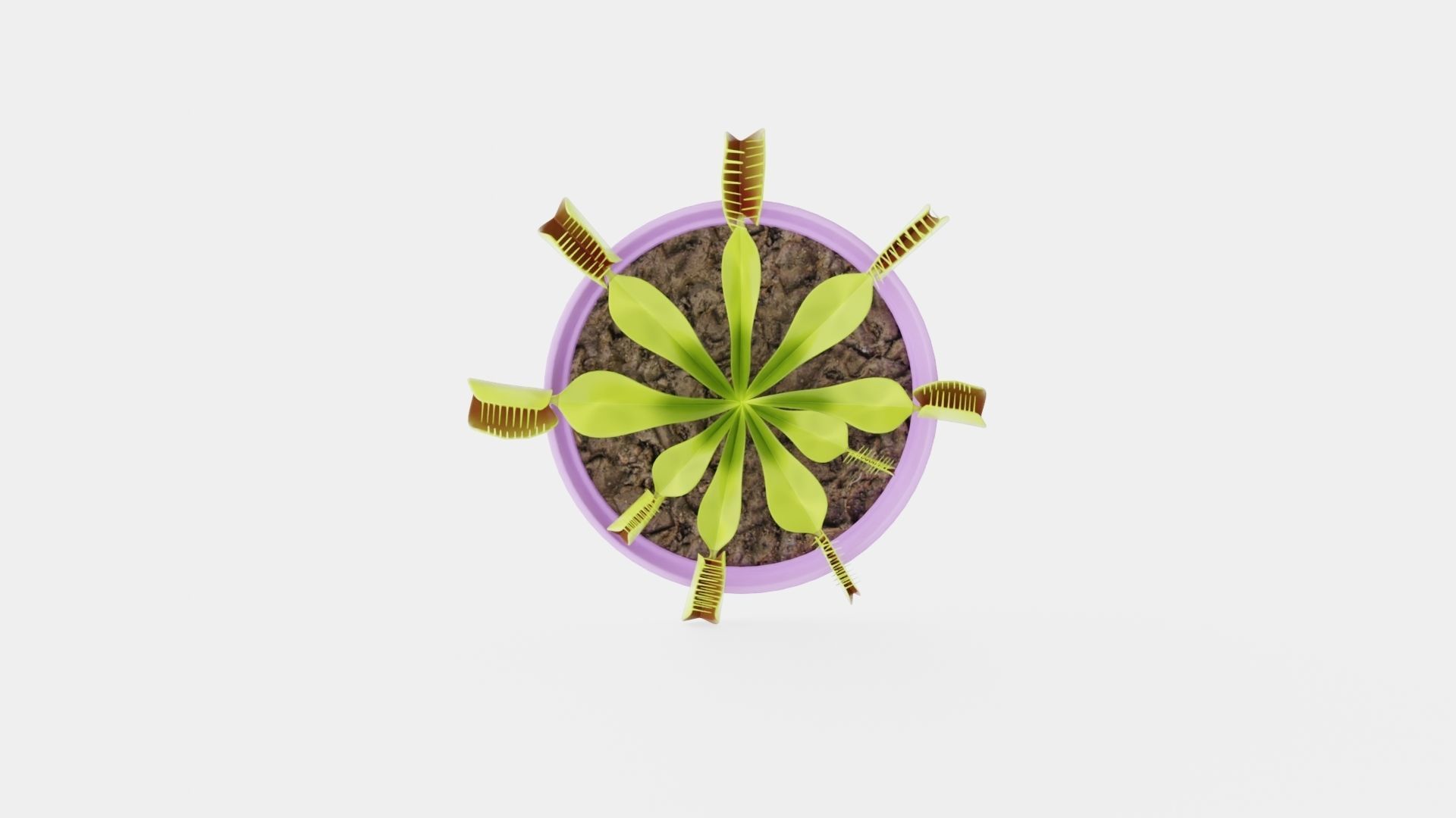 Dionaea muscipula Low-poly 3D model_5