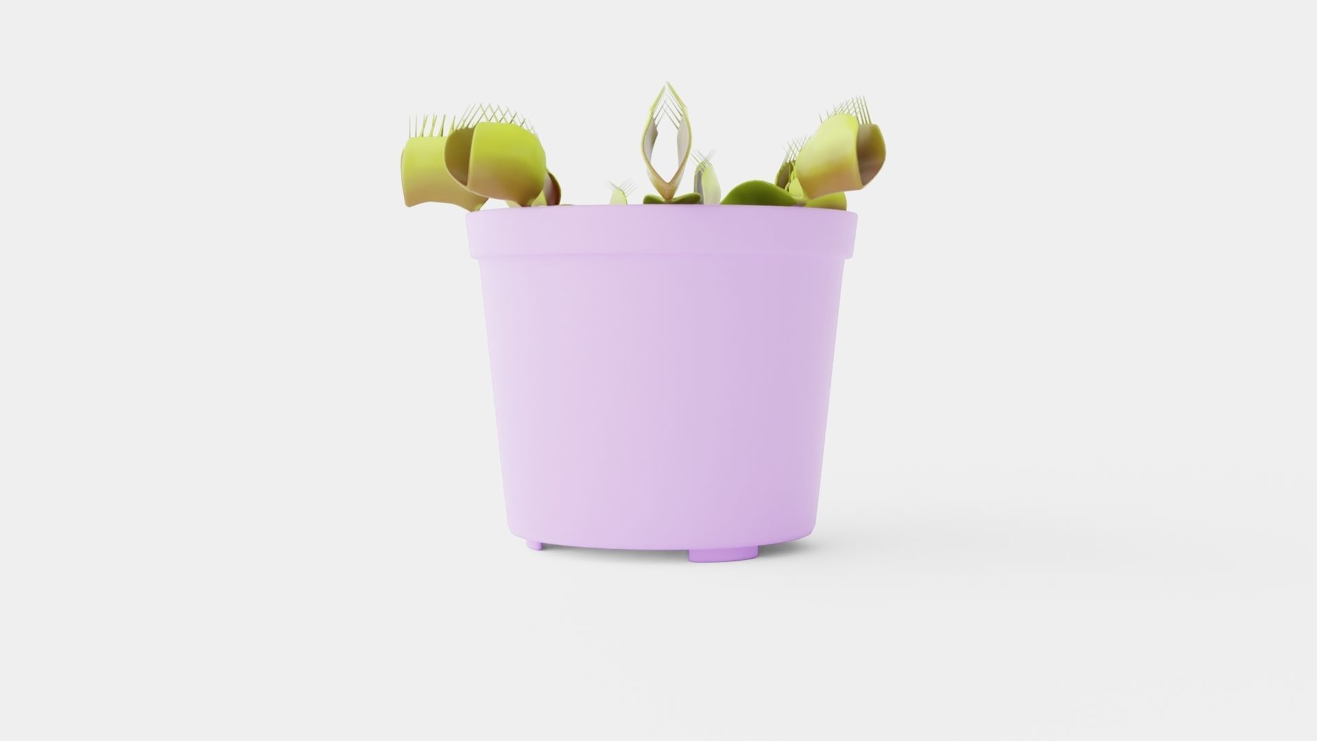 Dionaea muscipula Low-poly 3D model_3
