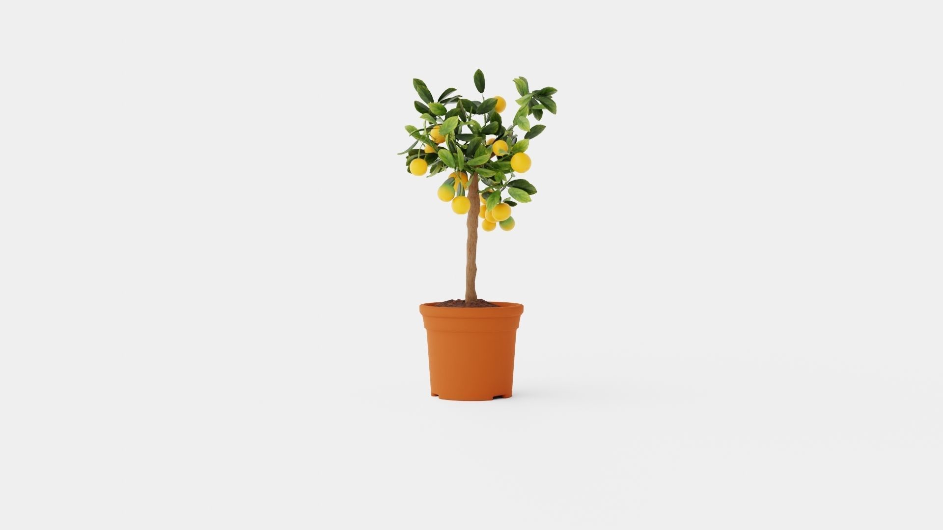 Citrus Calamondin stem Low-poly 3D model_1