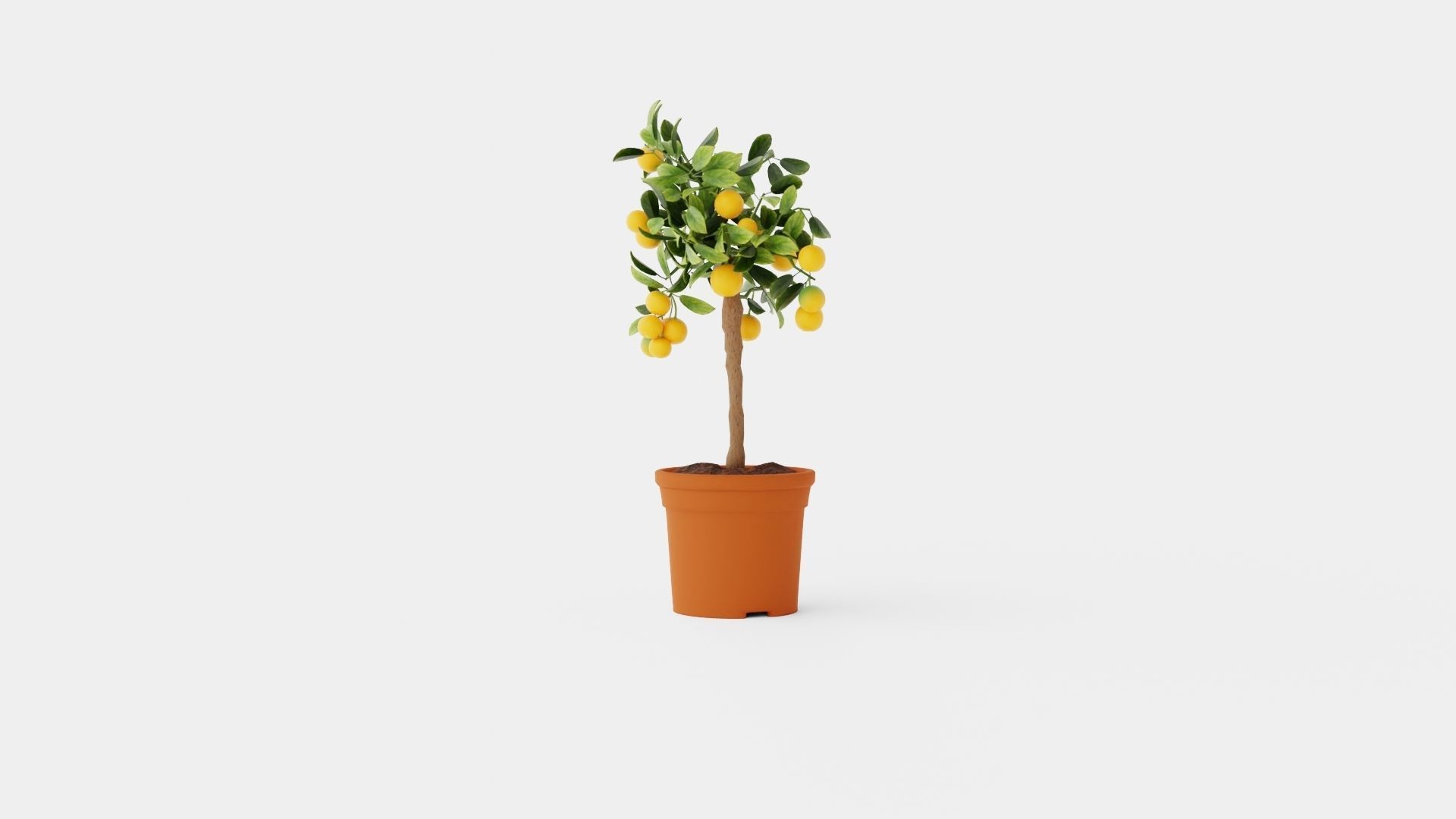Citrus Calamondin stem Low-poly 3D model_3