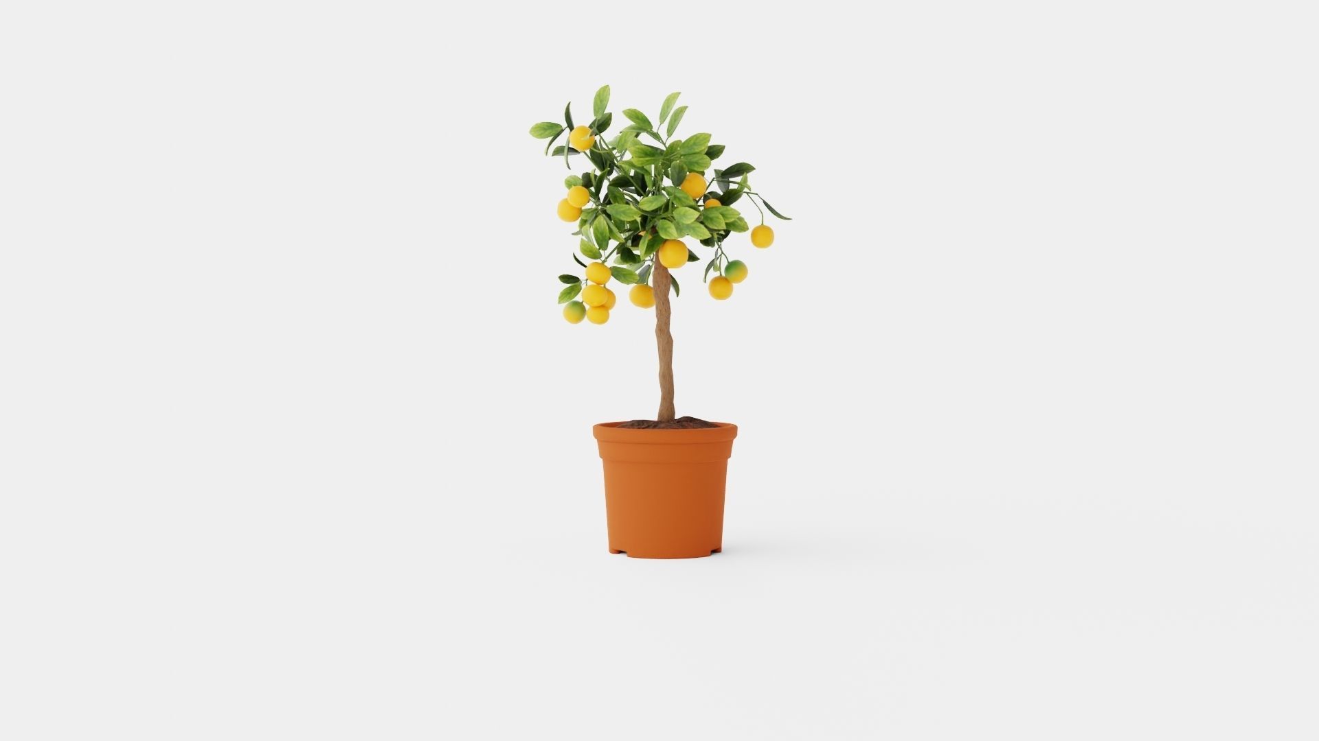 Citrus Calamondin stem Low-poly 3D model_4