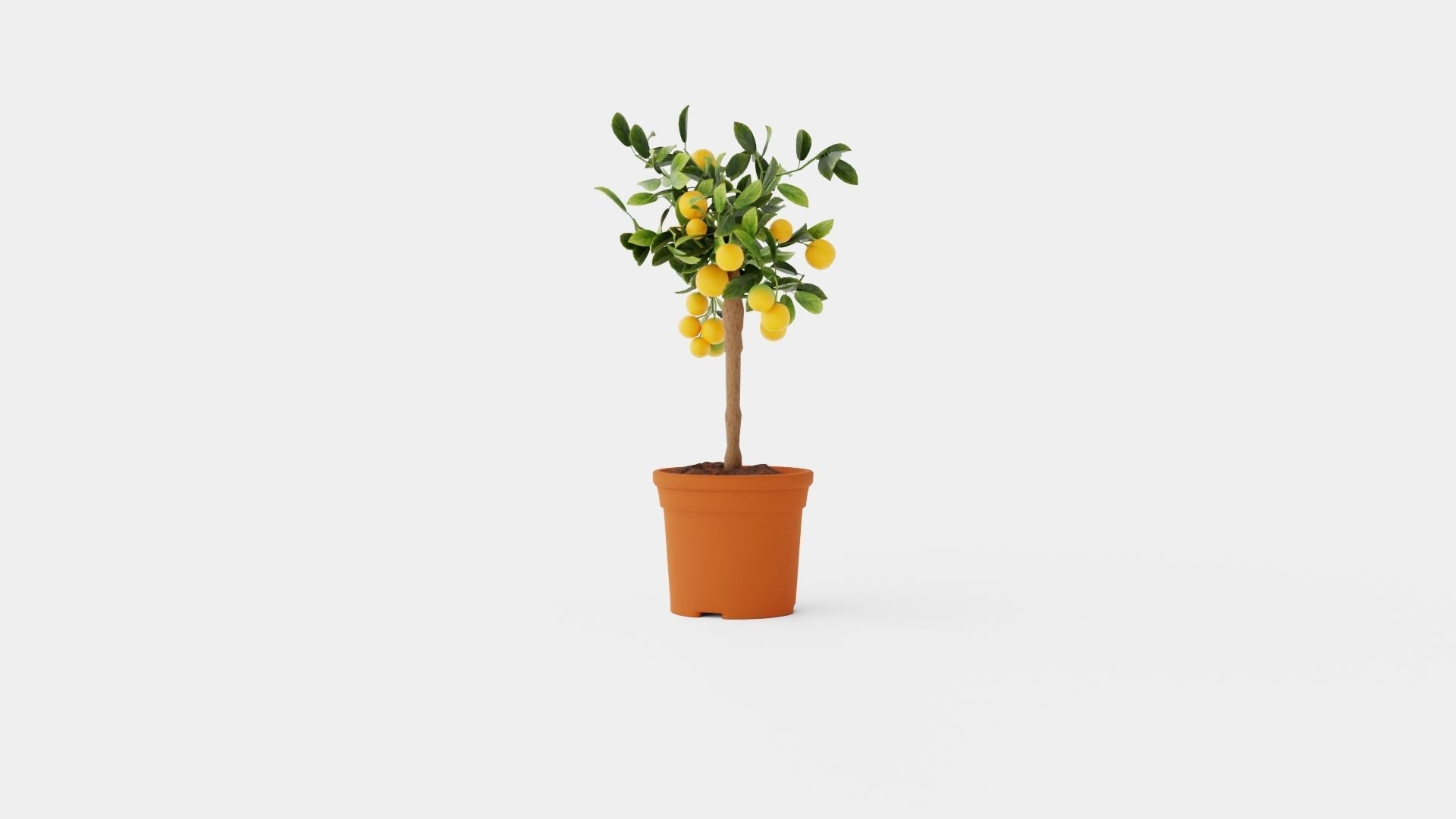 Citrus Calamondin stem Low-poly 3D model_2