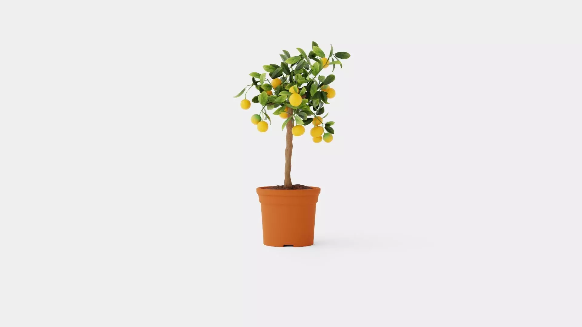 Citrus Calamondin stem Low-poly 3D model_0