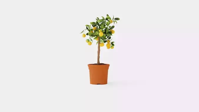 Citrus Calamondin stem Low-poly 3D model