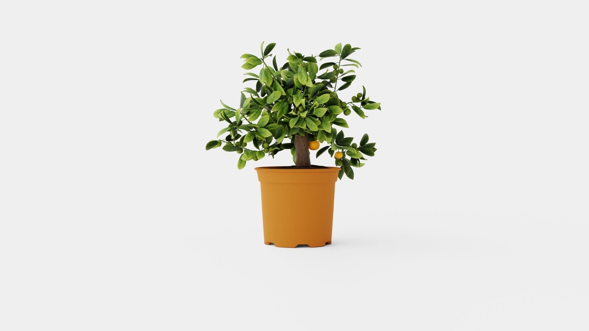 Citrus Calamondin Low-poly 3D model_4