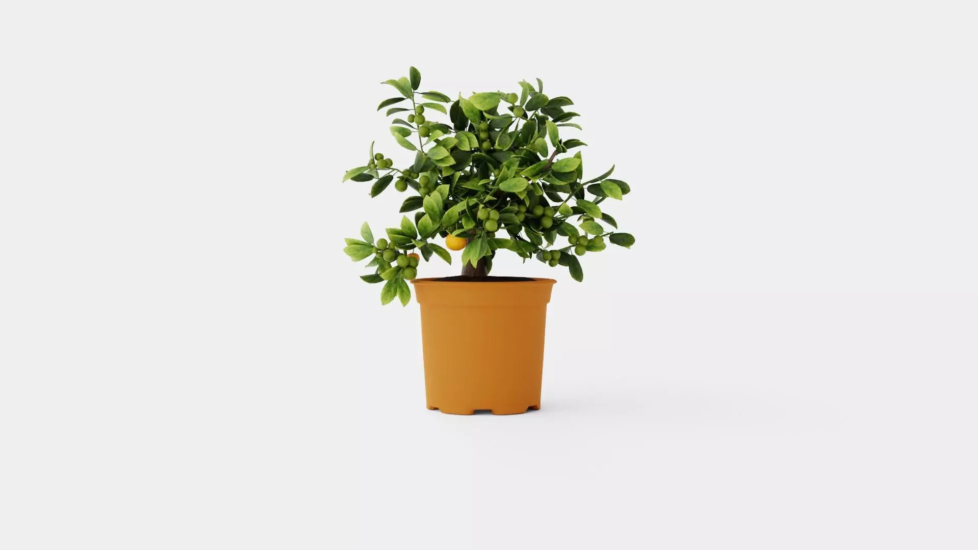 Citrus Calamondin Low-poly 3D model_0