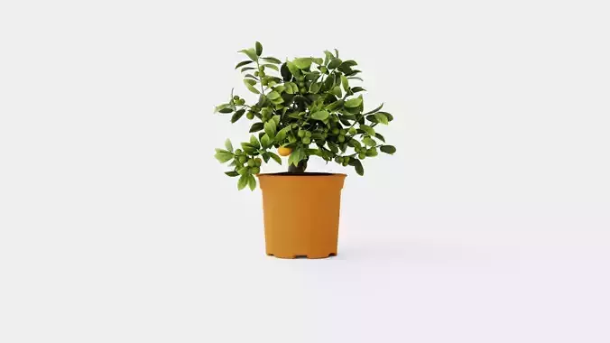 Citrus Calamondin Low-poly 3D model