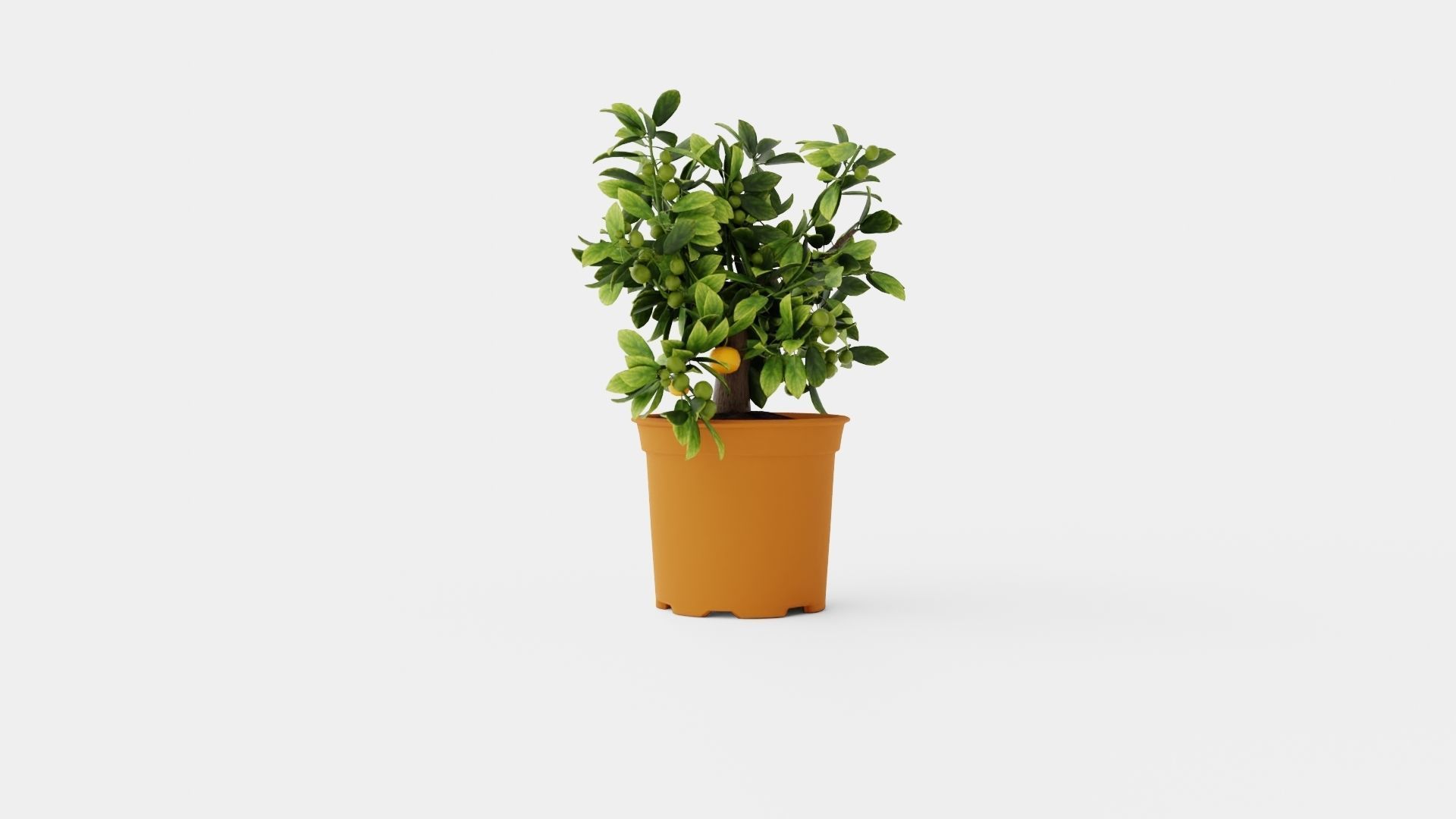 Citrus Calamondin Low-poly 3D model_1