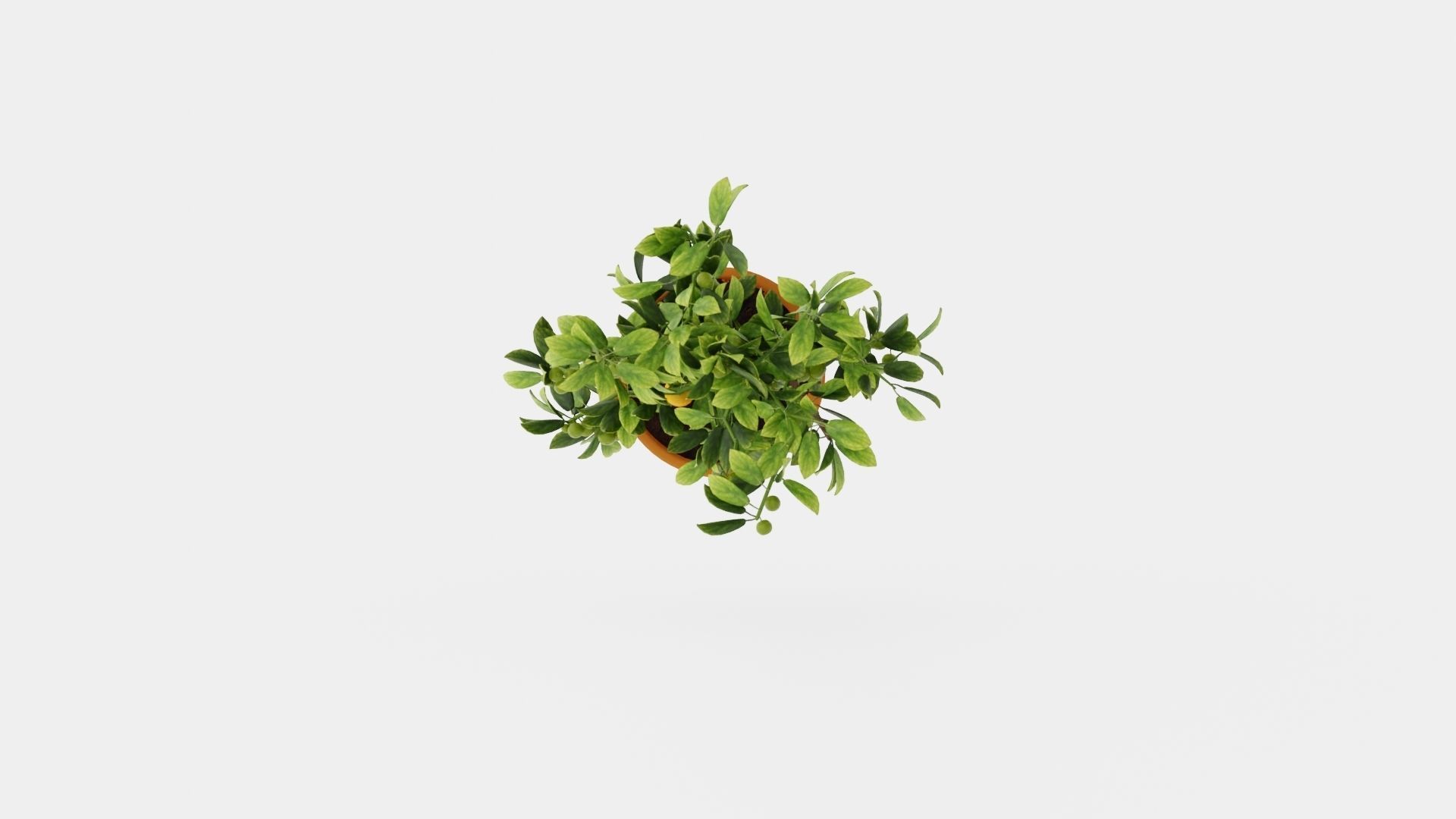 Citrus Calamondin Low-poly 3D model_5