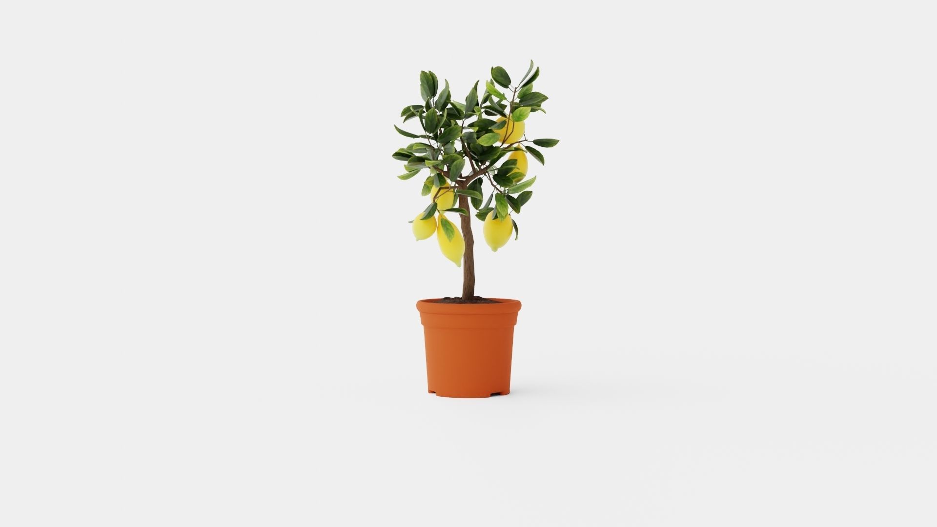 Citrus Lemon stem Low-poly 3D model_1