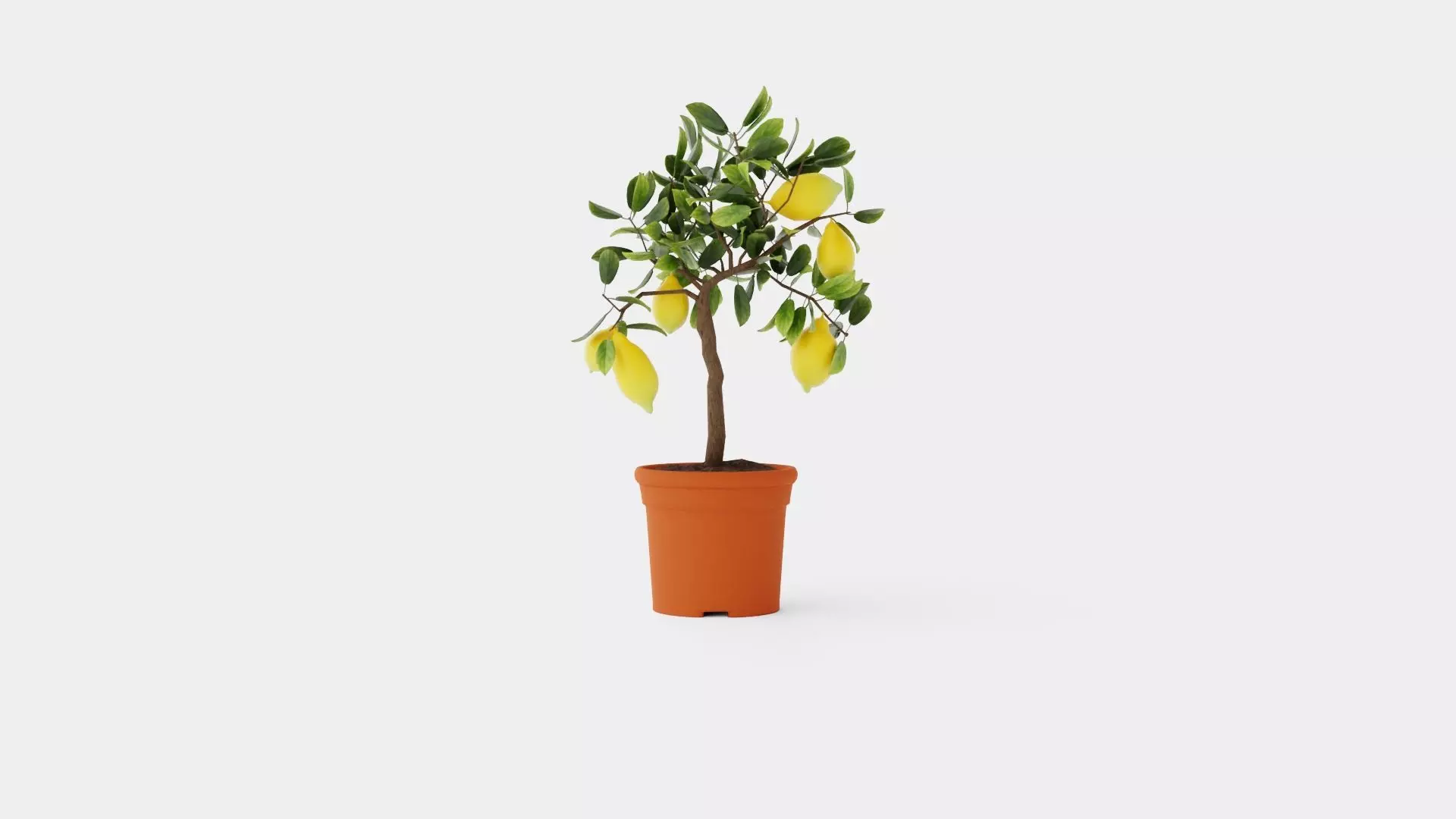 Citrus Lemon stem Low-poly 3D model_0