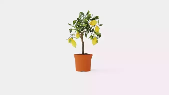 Citrus  Lemon stem Low-poly 3D model