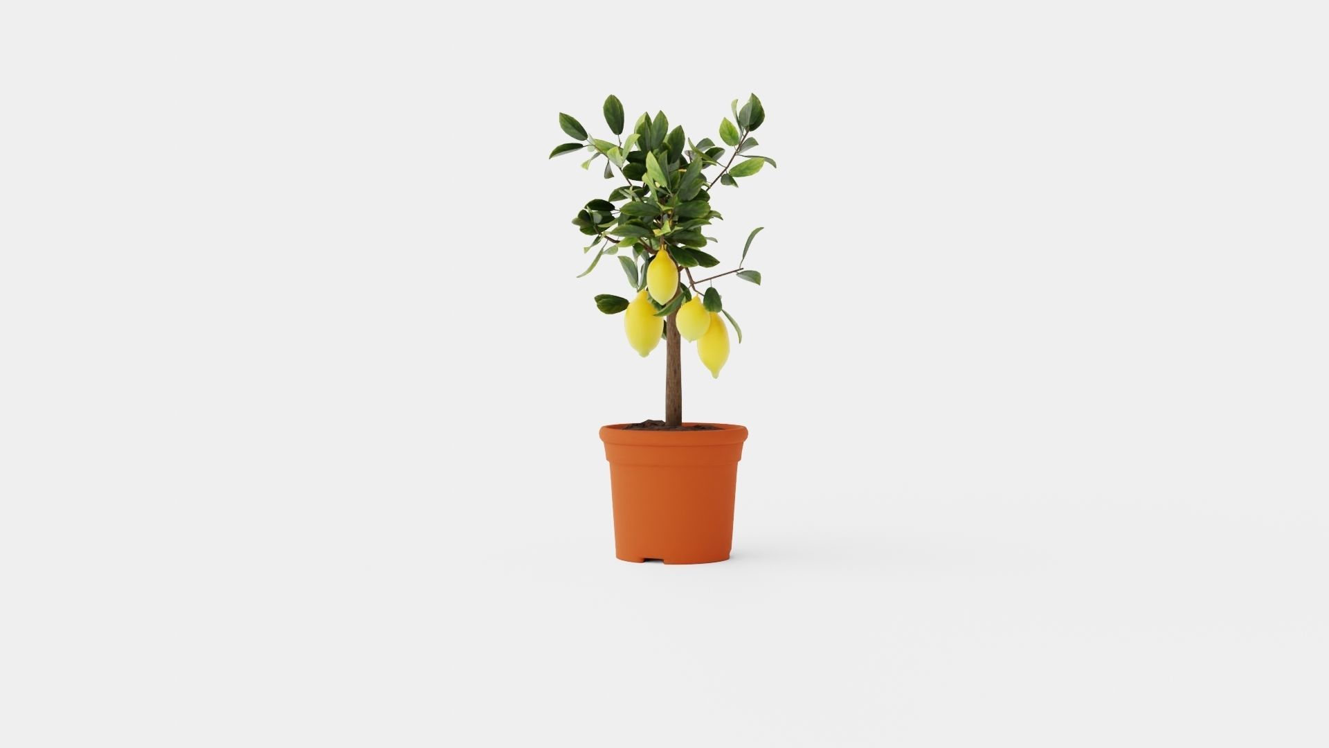 Citrus Lemon stem Low-poly 3D model_2