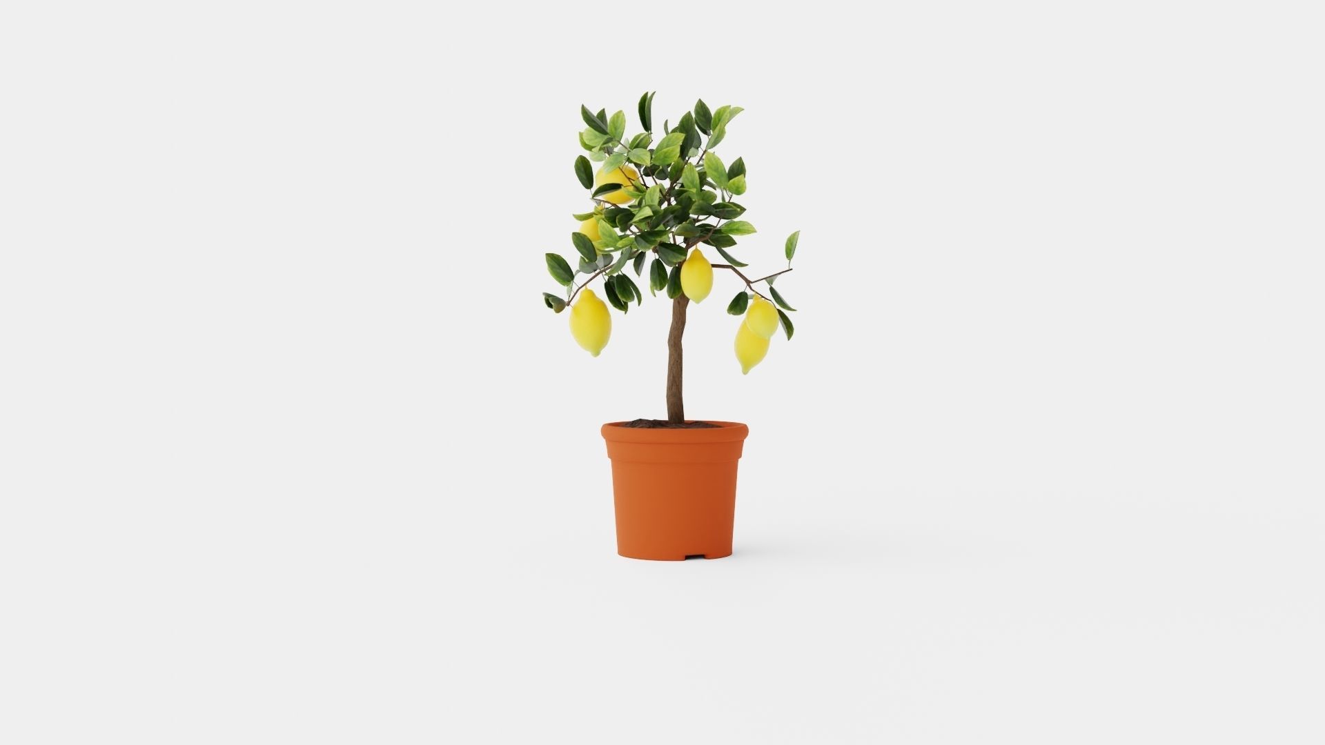 Citrus Lemon stem Low-poly 3D model_3