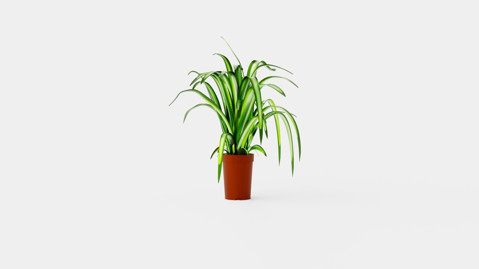 Chlorophytum varigata Low-poly 3D model_3