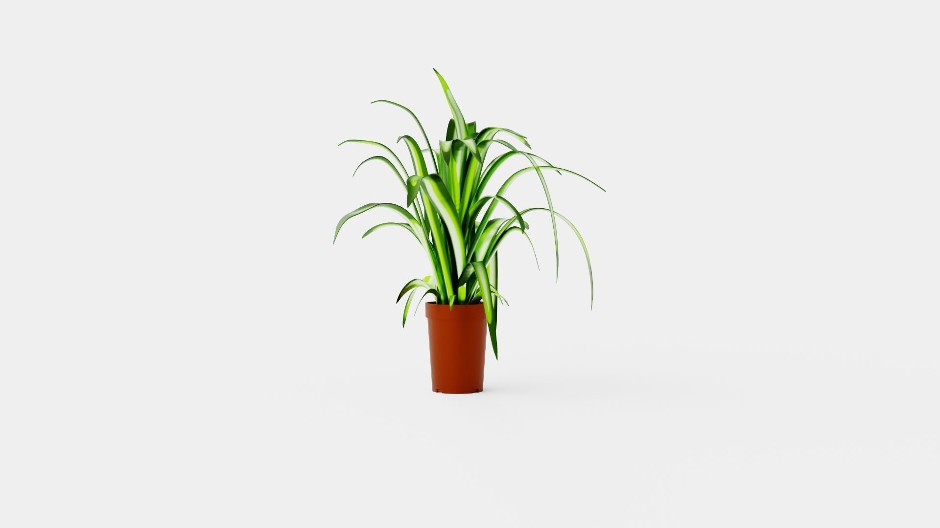 Chlorophytum varigata Low-poly 3D model_4