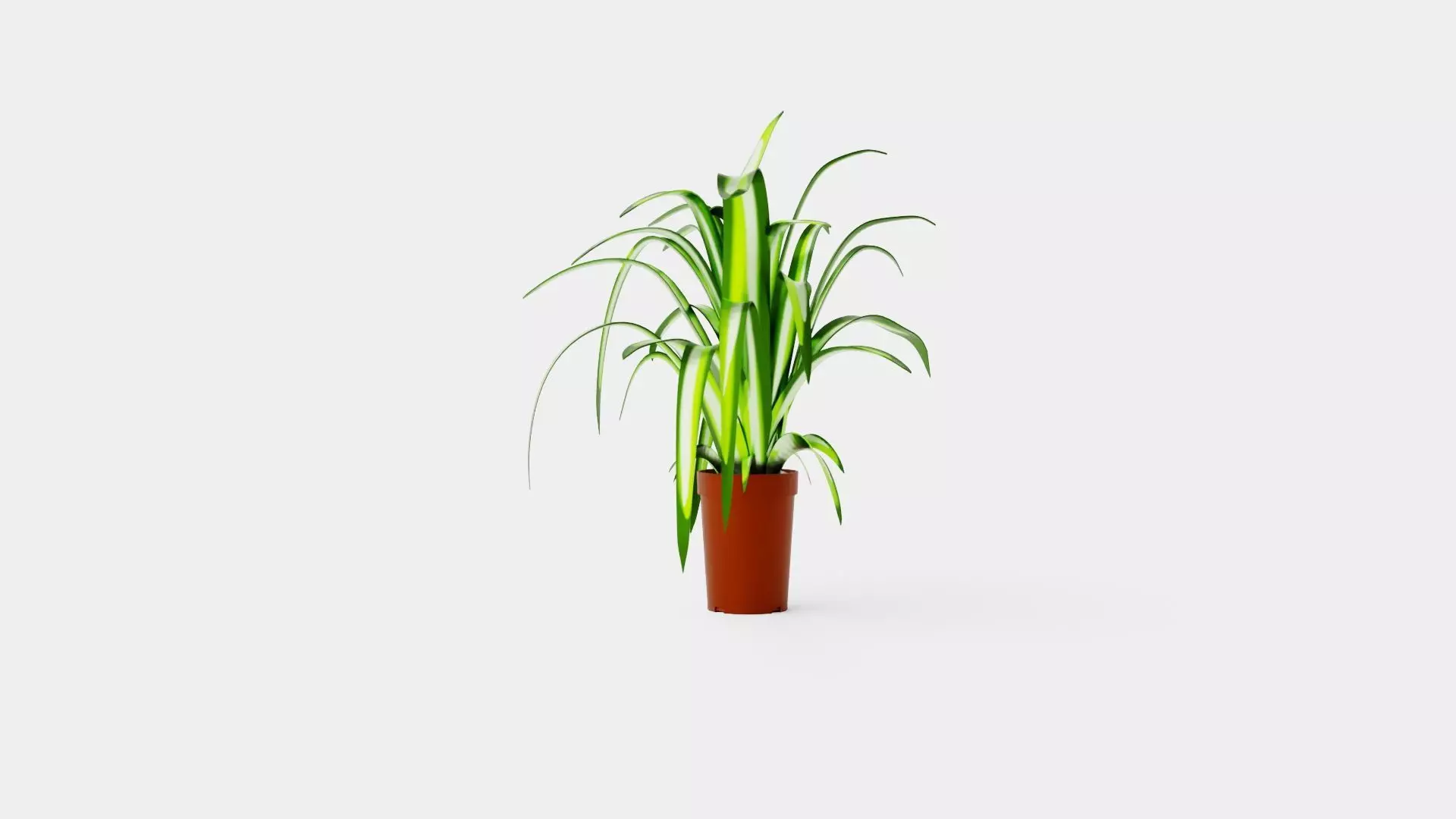 Chlorophytum varigata Low-poly 3D model_0