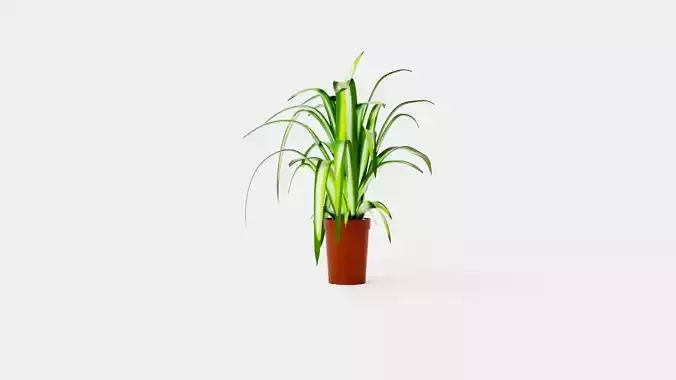 Chlorophytum varigata Low-poly 3D model