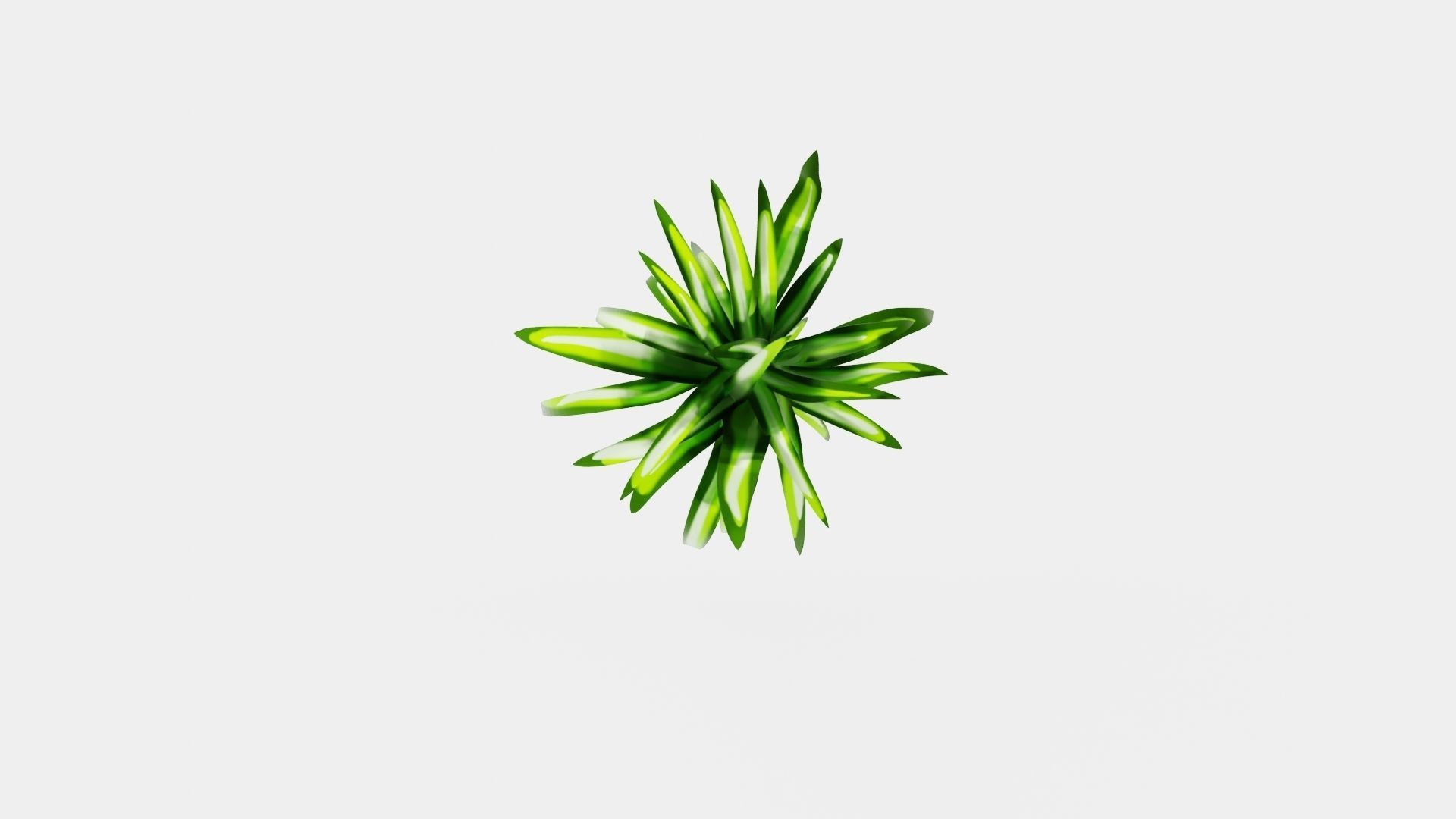 Chlorophytum varigata Low-poly 3D model_5