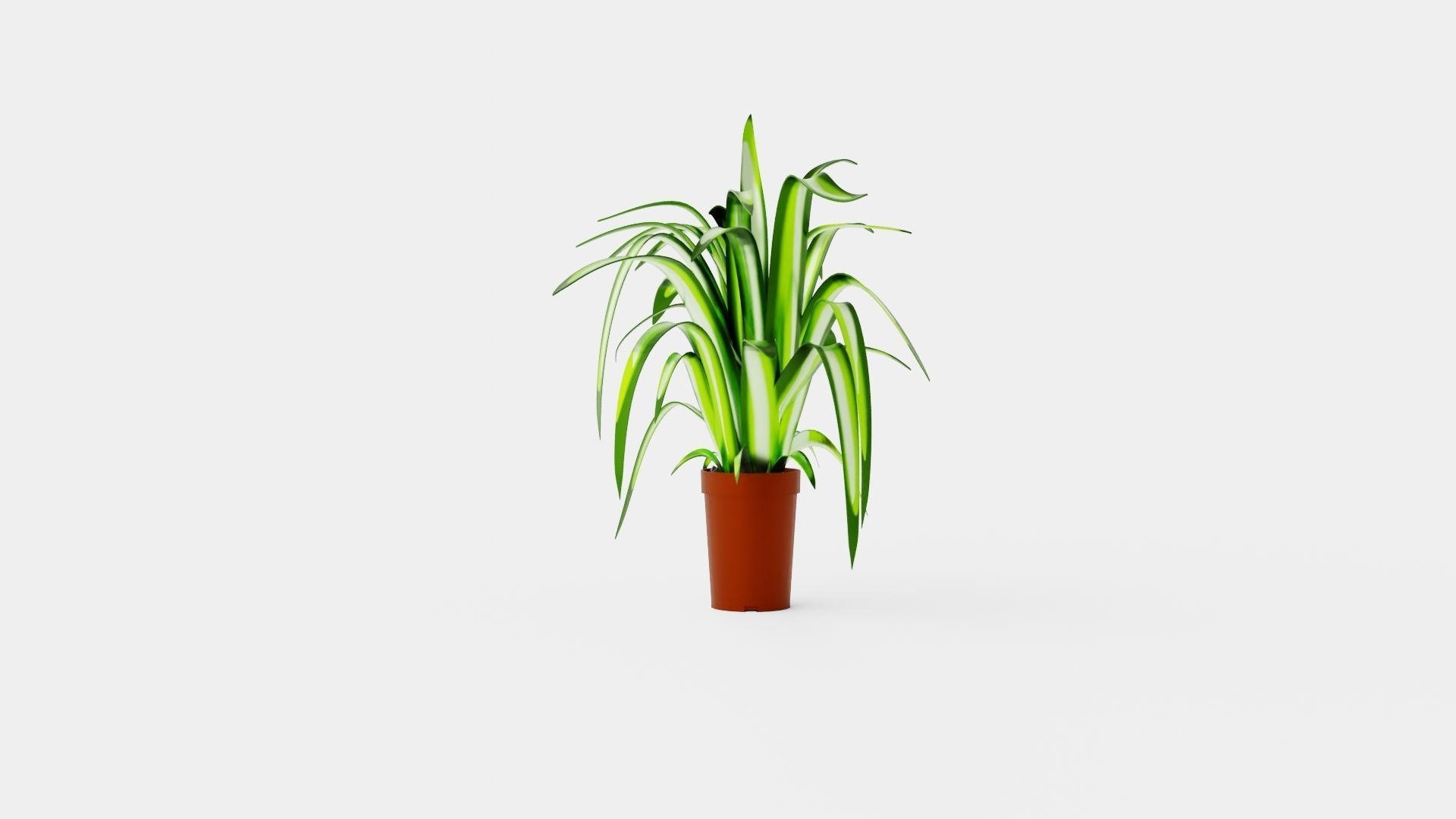 Chlorophytum varigata Low-poly 3D model_1