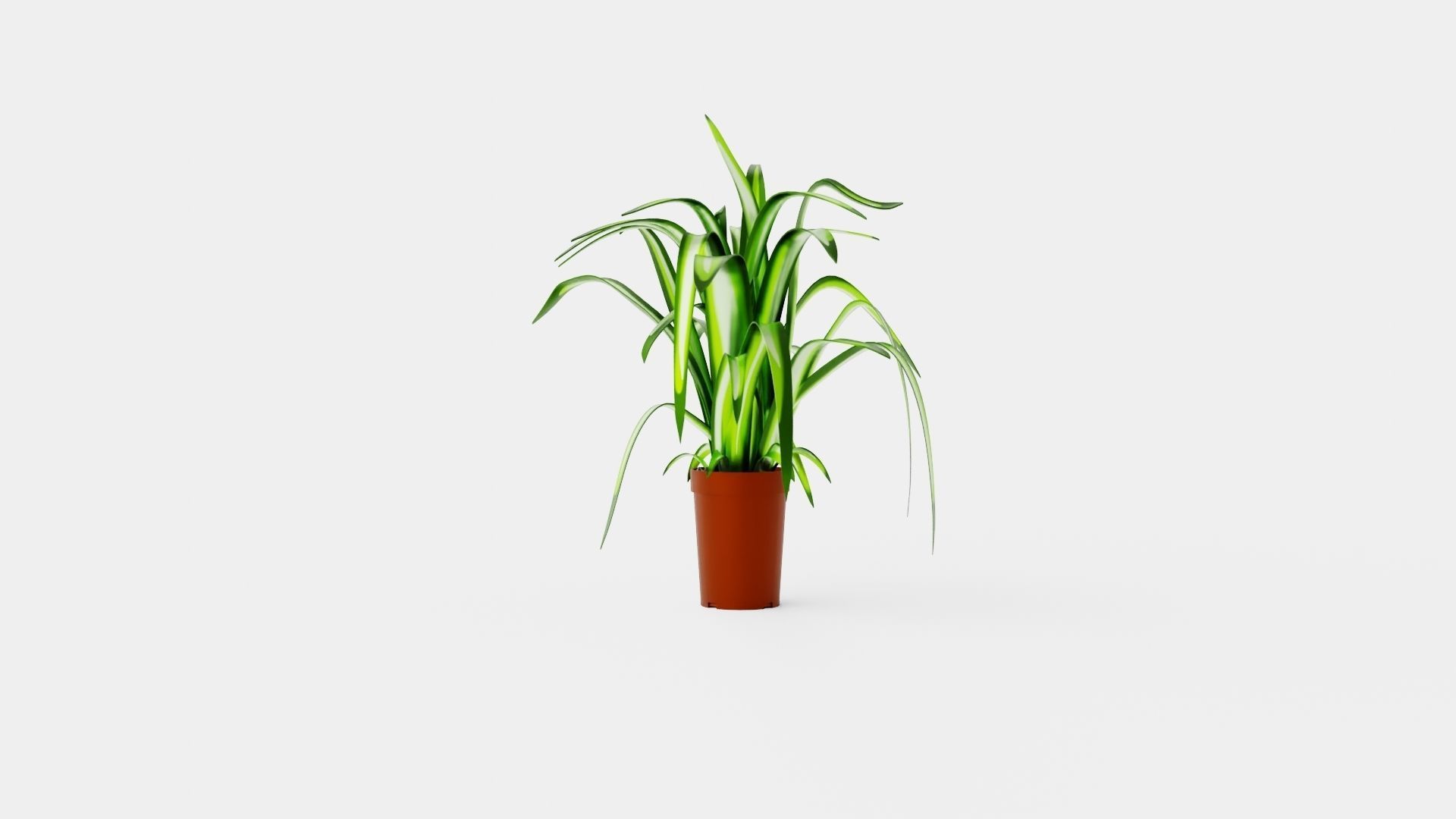 Chlorophytum varigata Low-poly 3D model_2