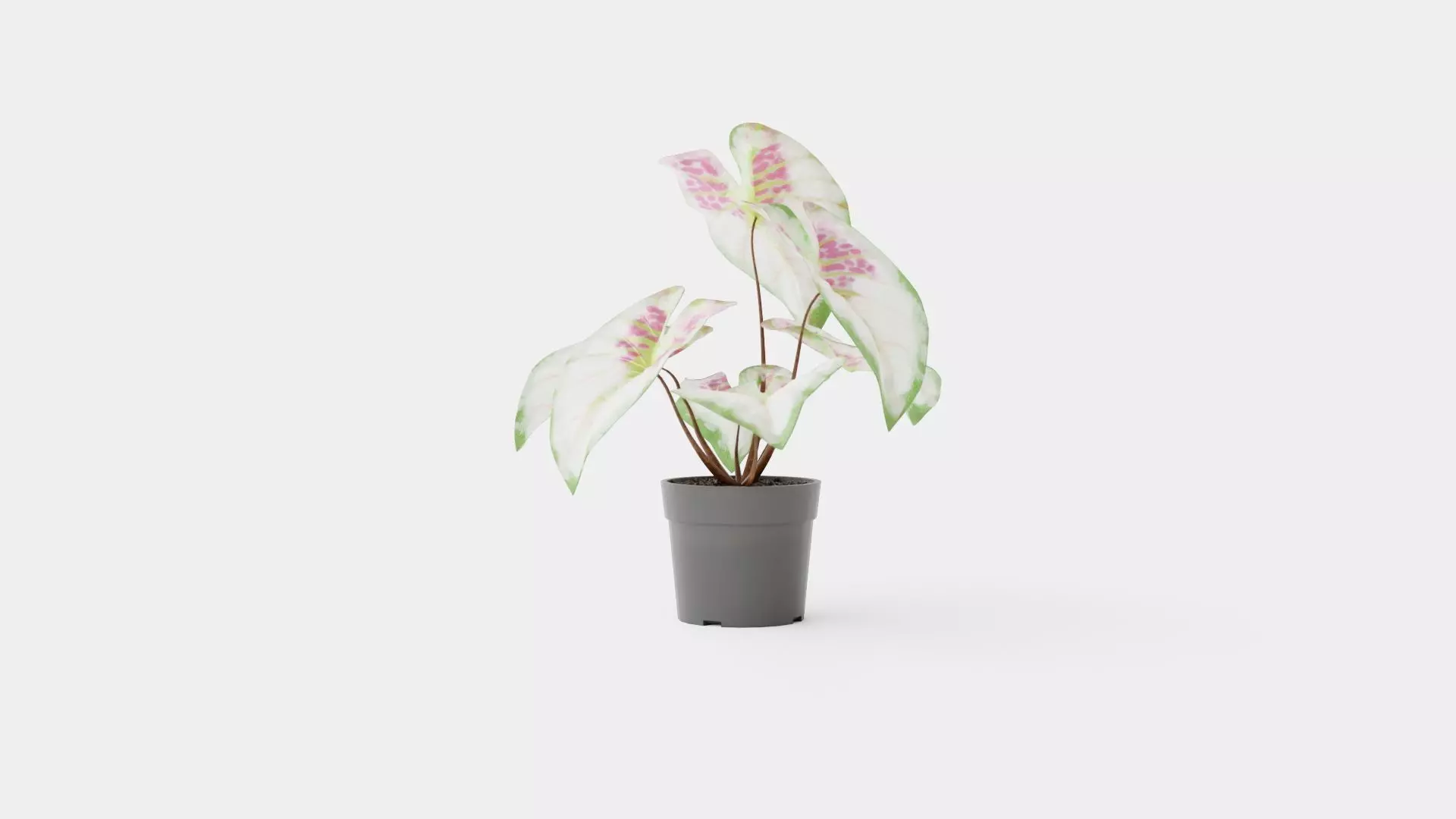 Caladium Low-poly 3D model_0