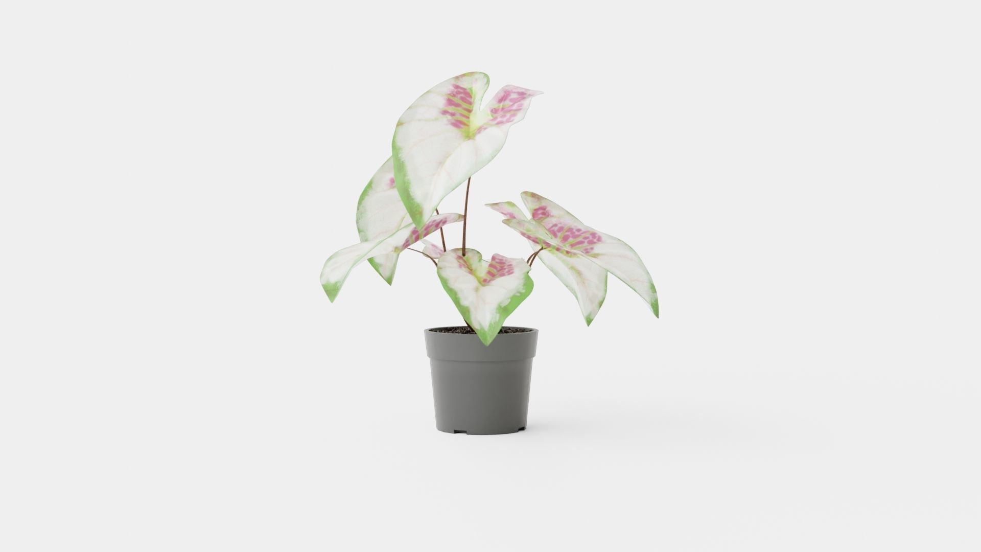 Caladium Low-poly 3D model_4