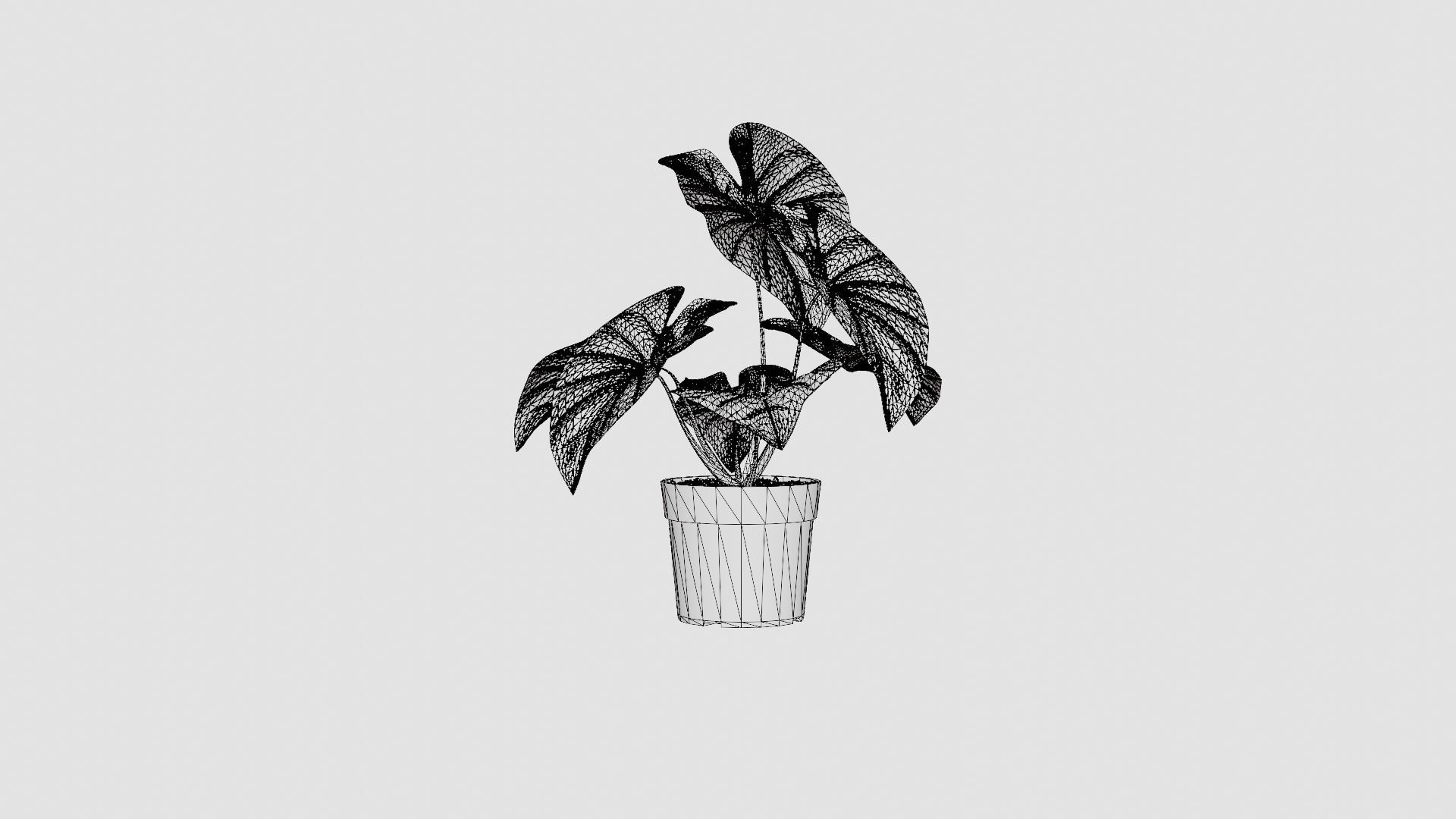 Caladium Low-poly 3D model_6