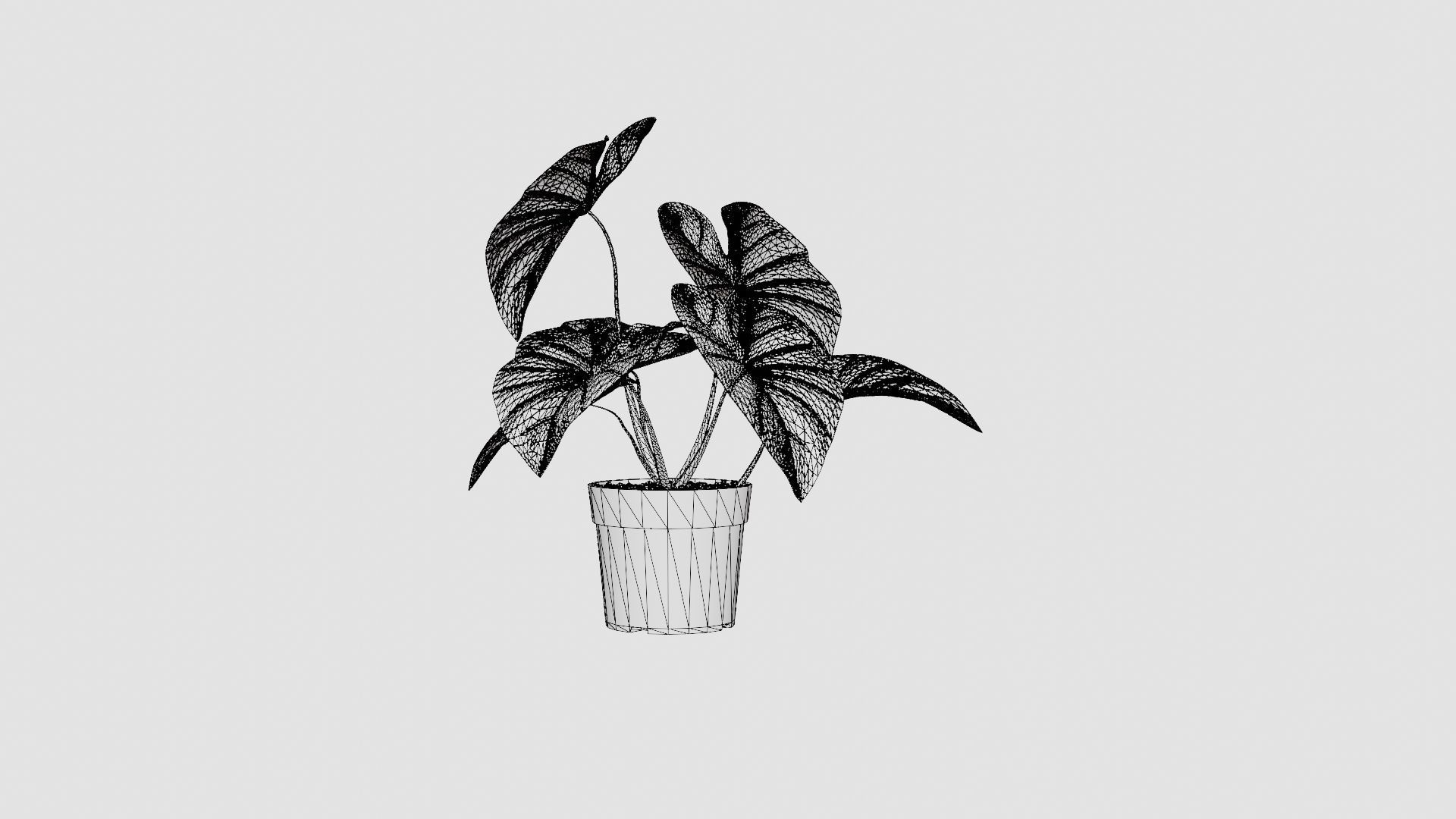 Caladium Low-poly 3D model_8