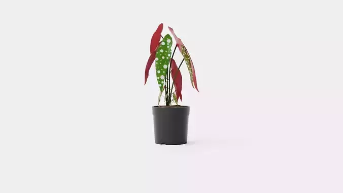Begonia maculate Low-poly 3D model