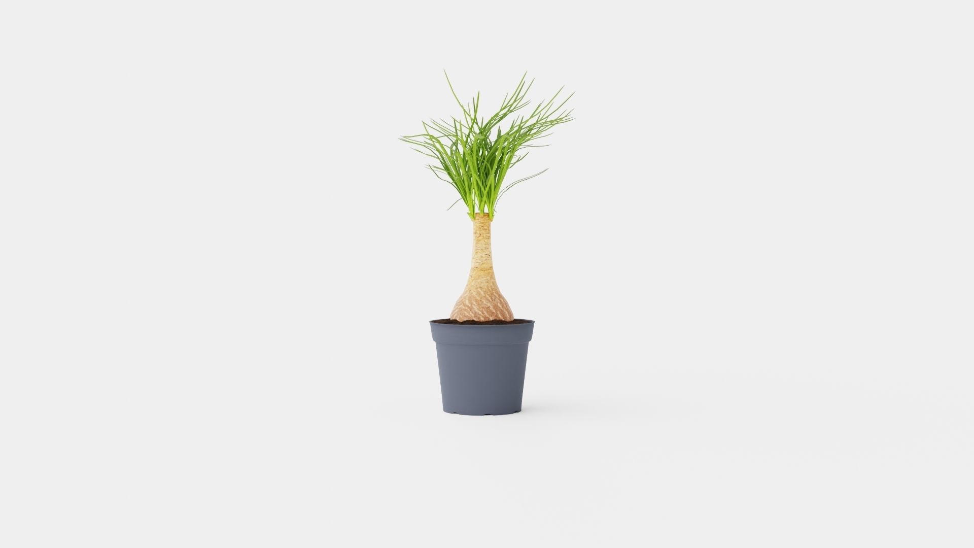 Beaucarnea Recurvata stem Low-poly 3D model_2