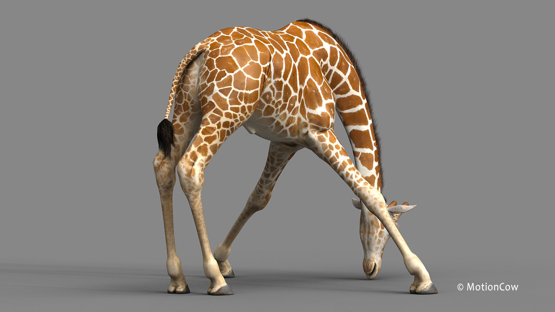 Giraffe PRO 3D model_6