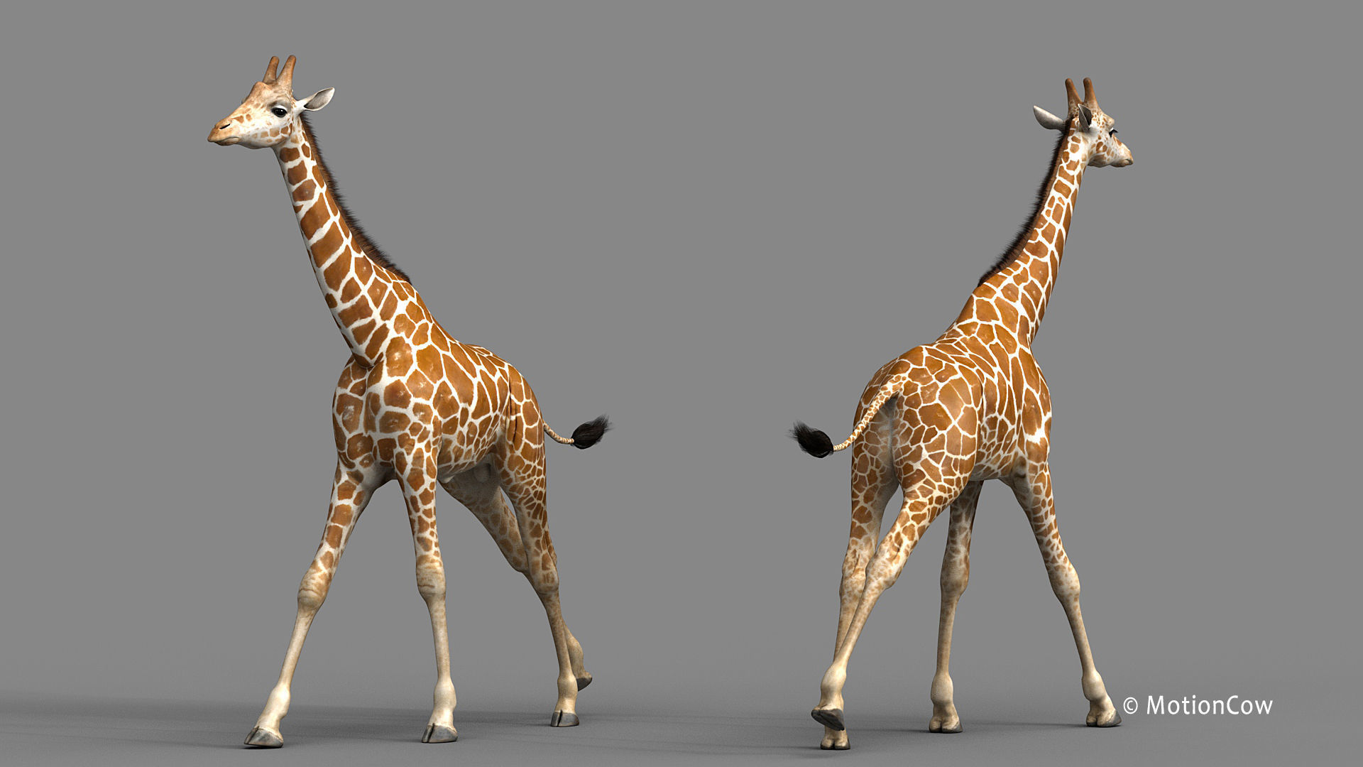 Giraffe PRO 3D model_13