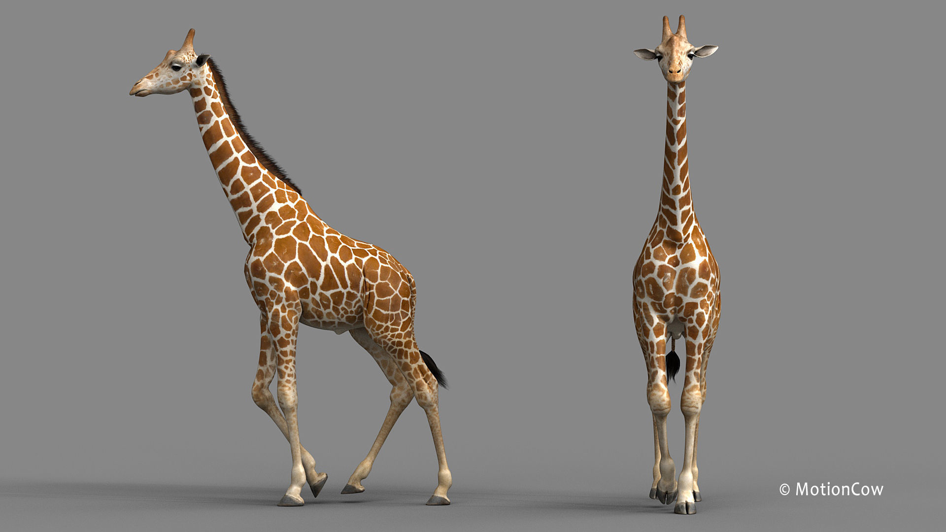 Giraffe PRO 3D model_4