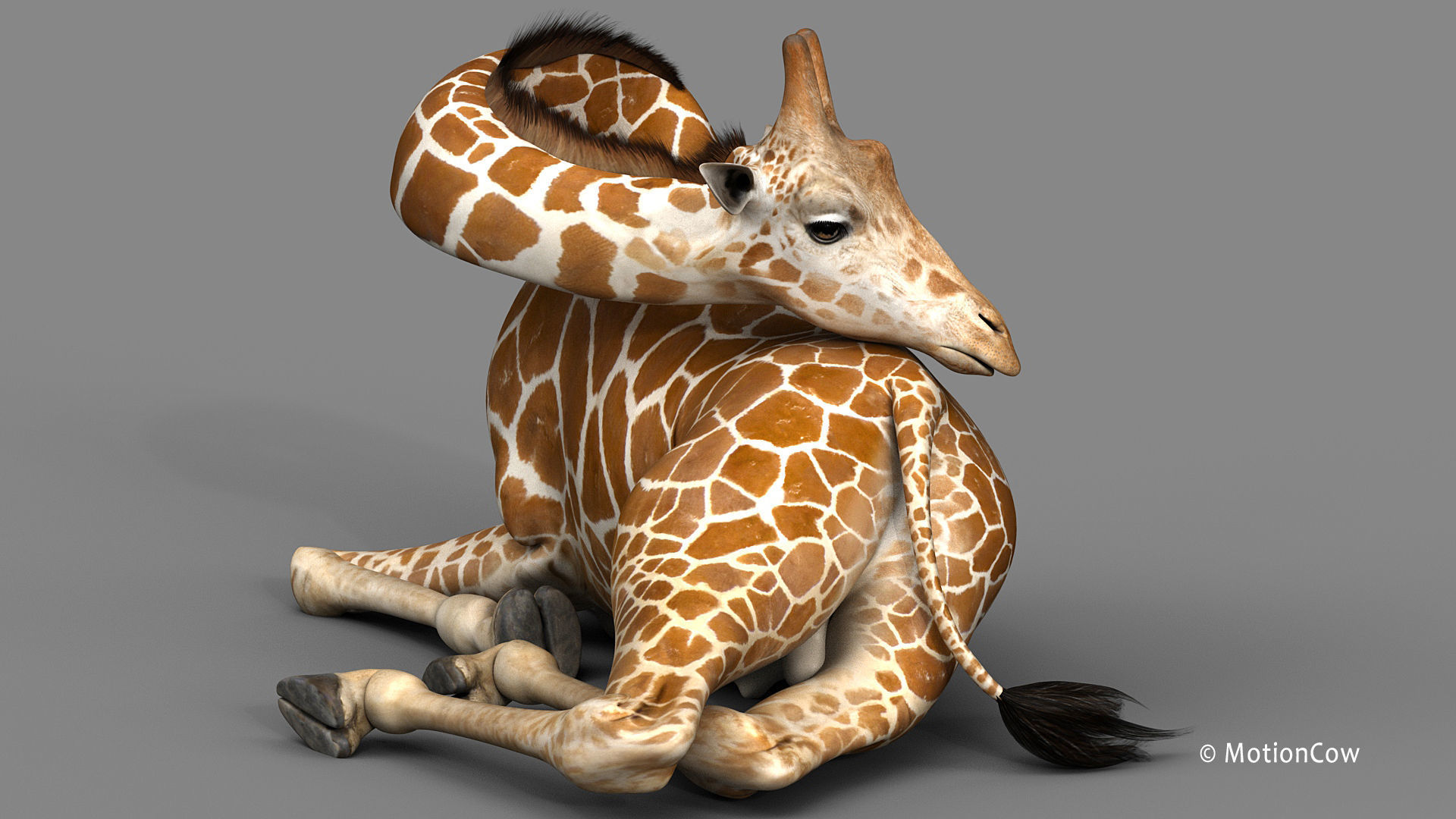 Giraffe PRO 3D model_2