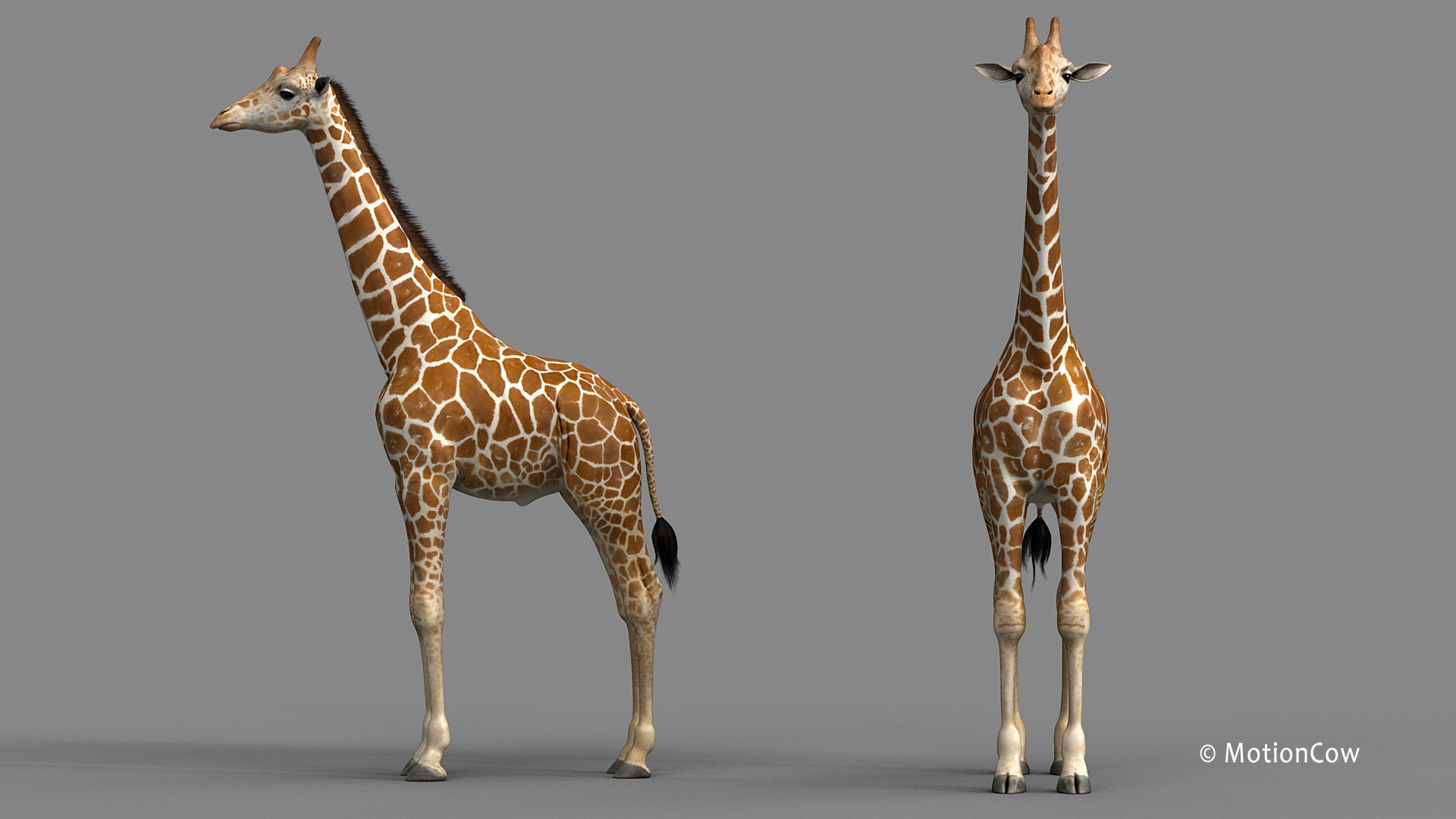 Giraffe PRO 3D model_12