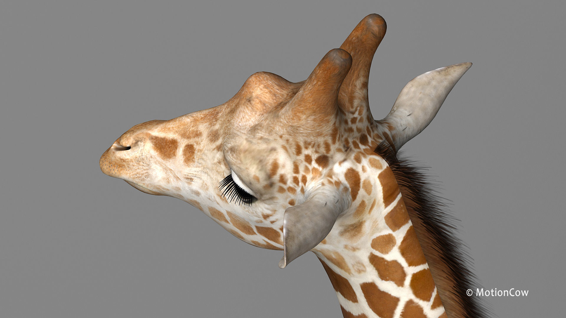 Giraffe PRO 3D model_10