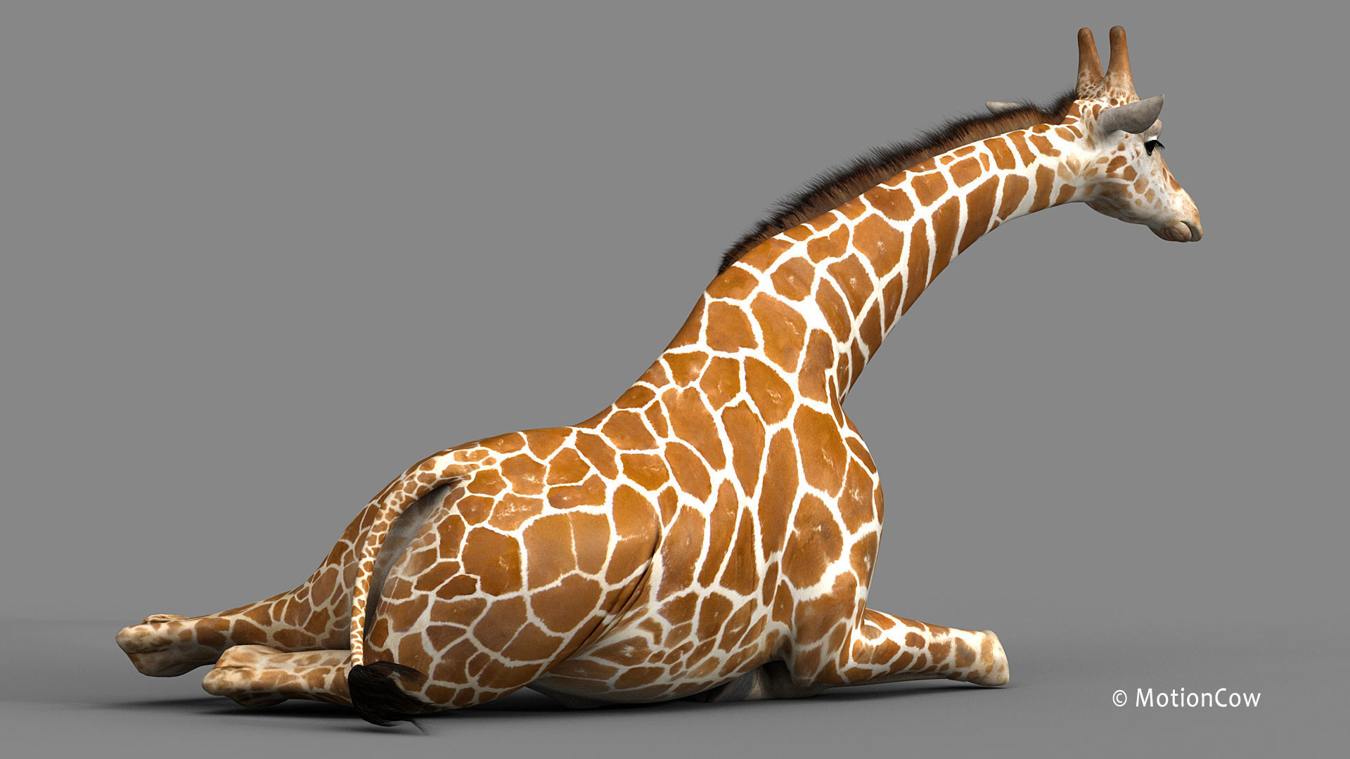 Giraffe PRO 3D model_8