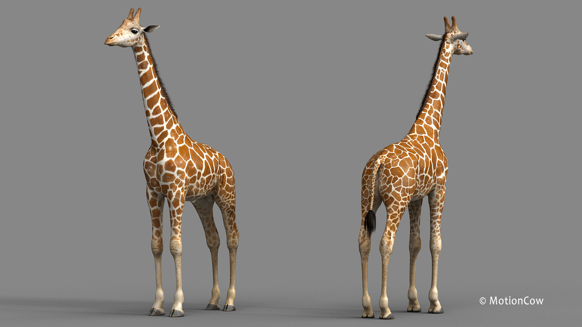 Giraffe PRO 3D model_11
