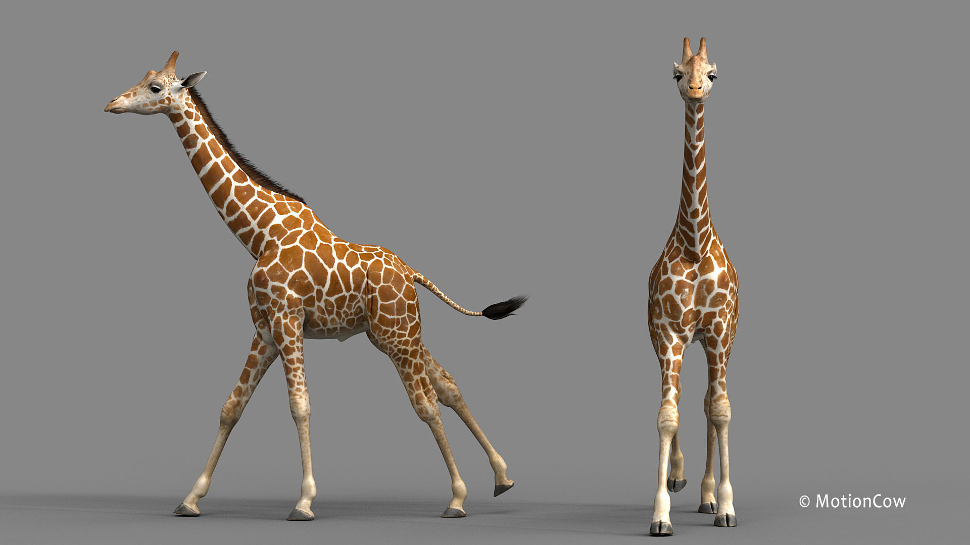 Giraffe PRO 3D model_14