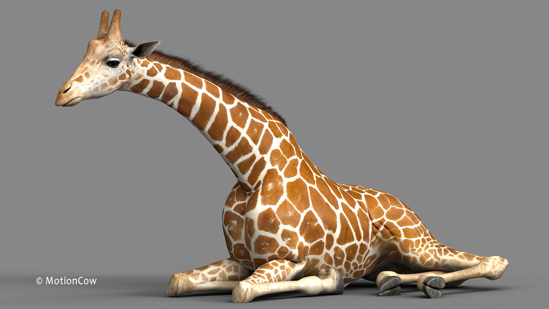 Giraffe PRO 3D model_7